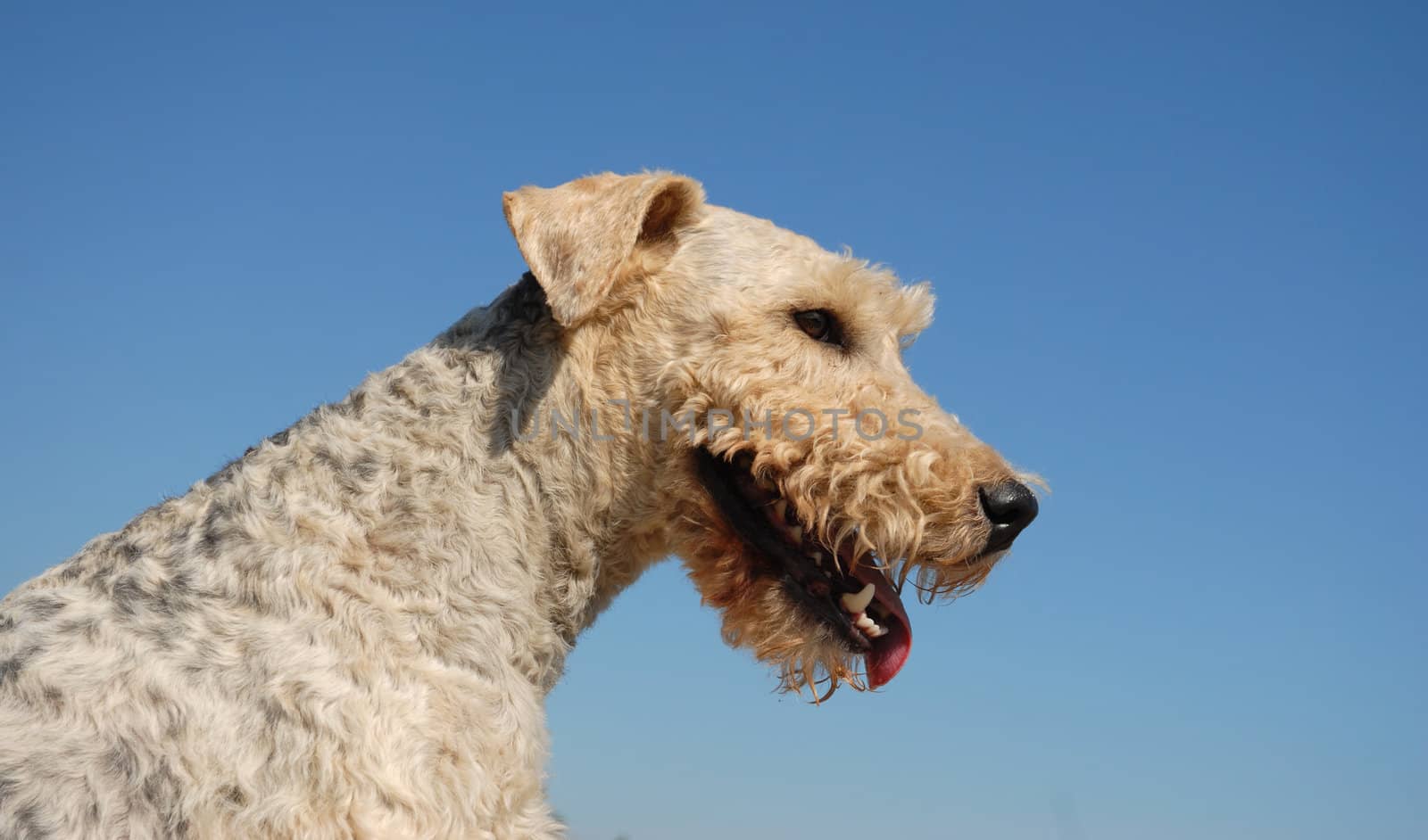 portrait of a beautiful purebred fox terrier in a blue sky