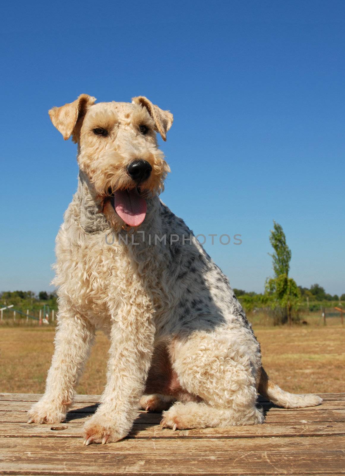 portrait of a purebred fox terrier sitting on a table