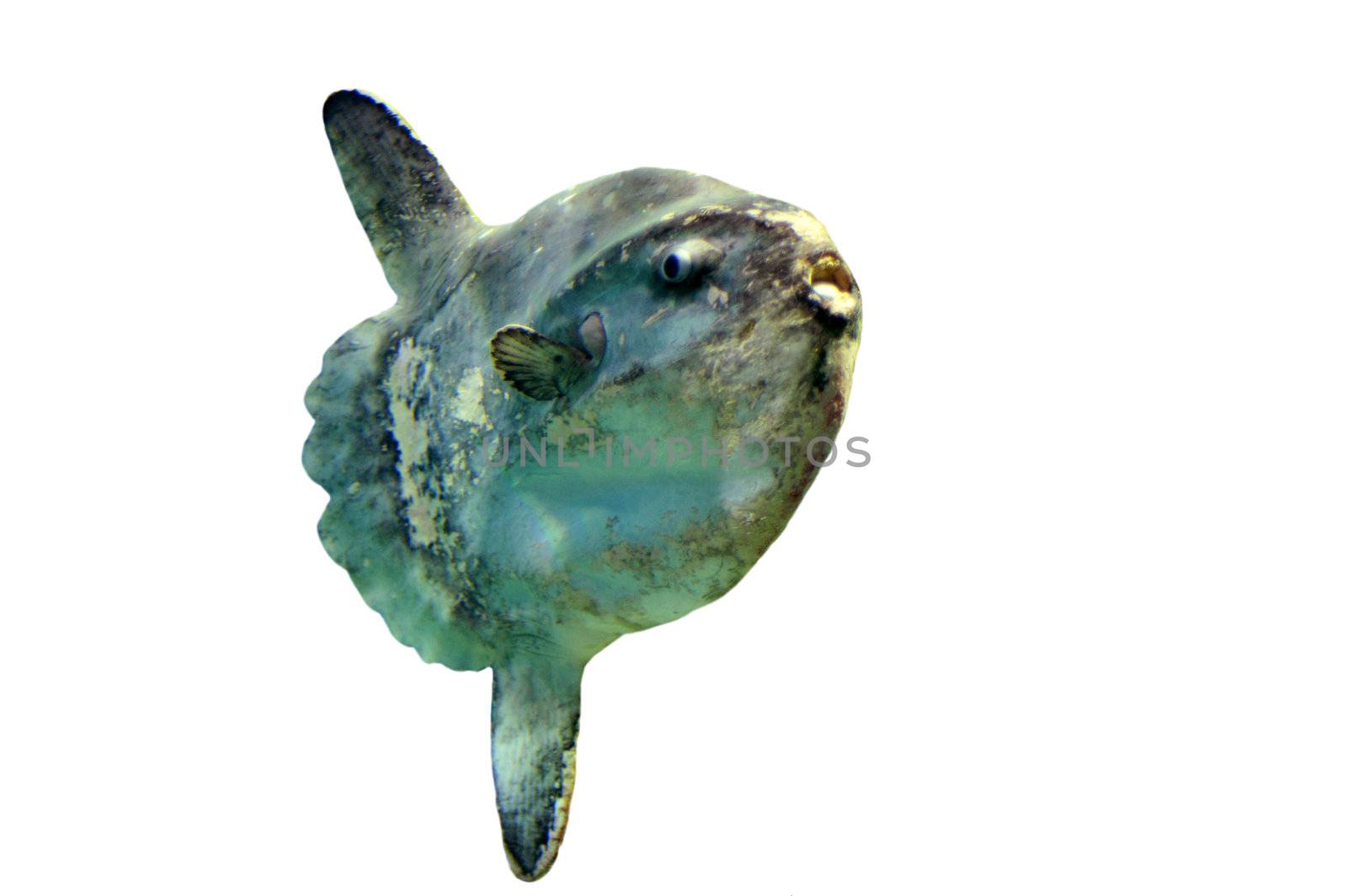 close up of an  ocean sunfish (mola mola) on a white background