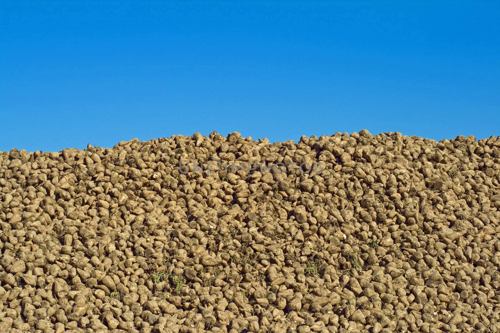 Pile of harvested sugar beets against the blue cloudless sky