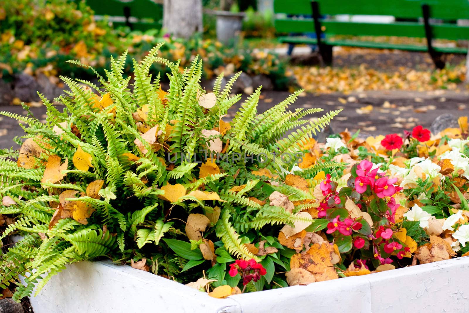 An autumn flowerbed with fern, flowers and yellow leaves
