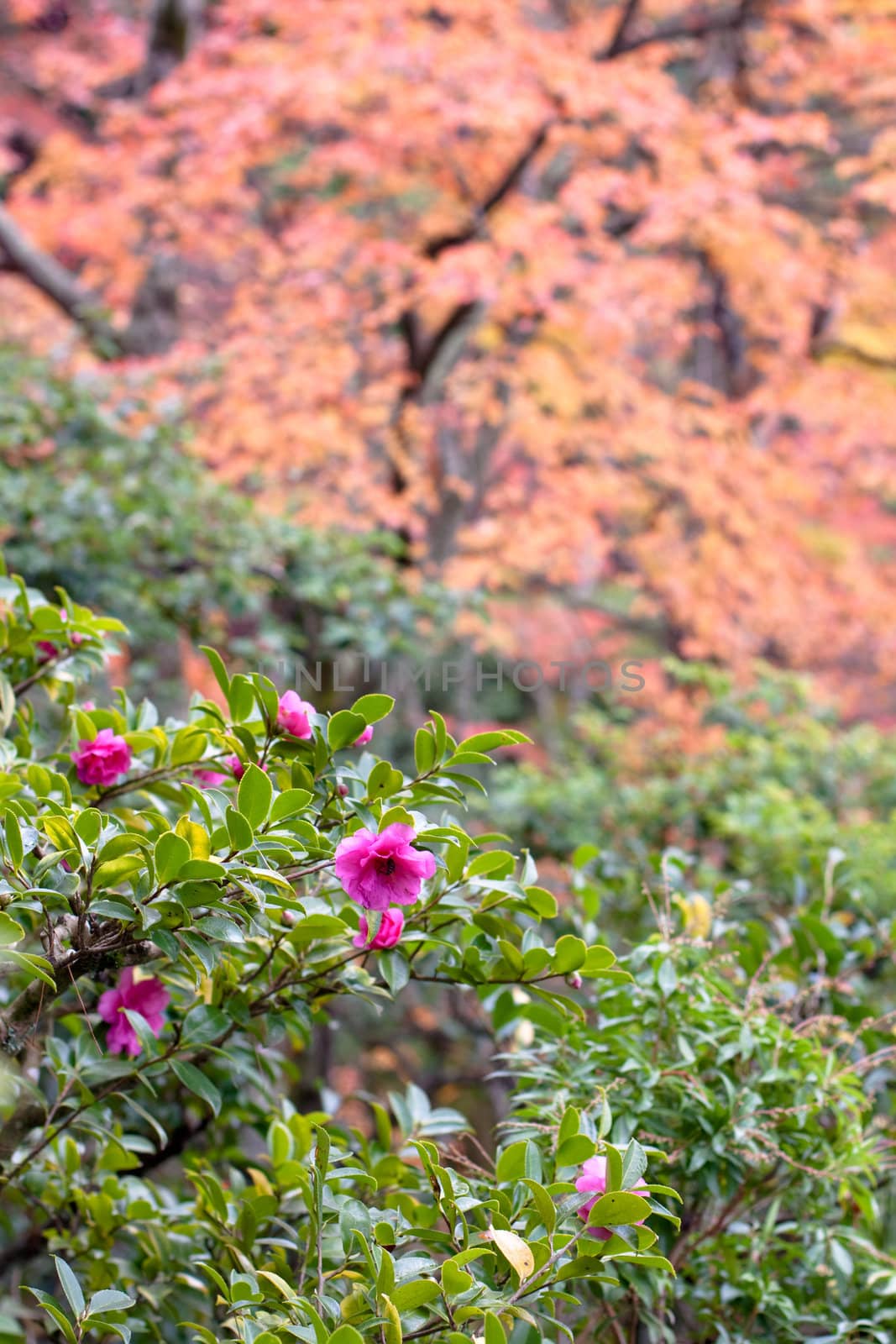 Several pink roses in an autumn garden
