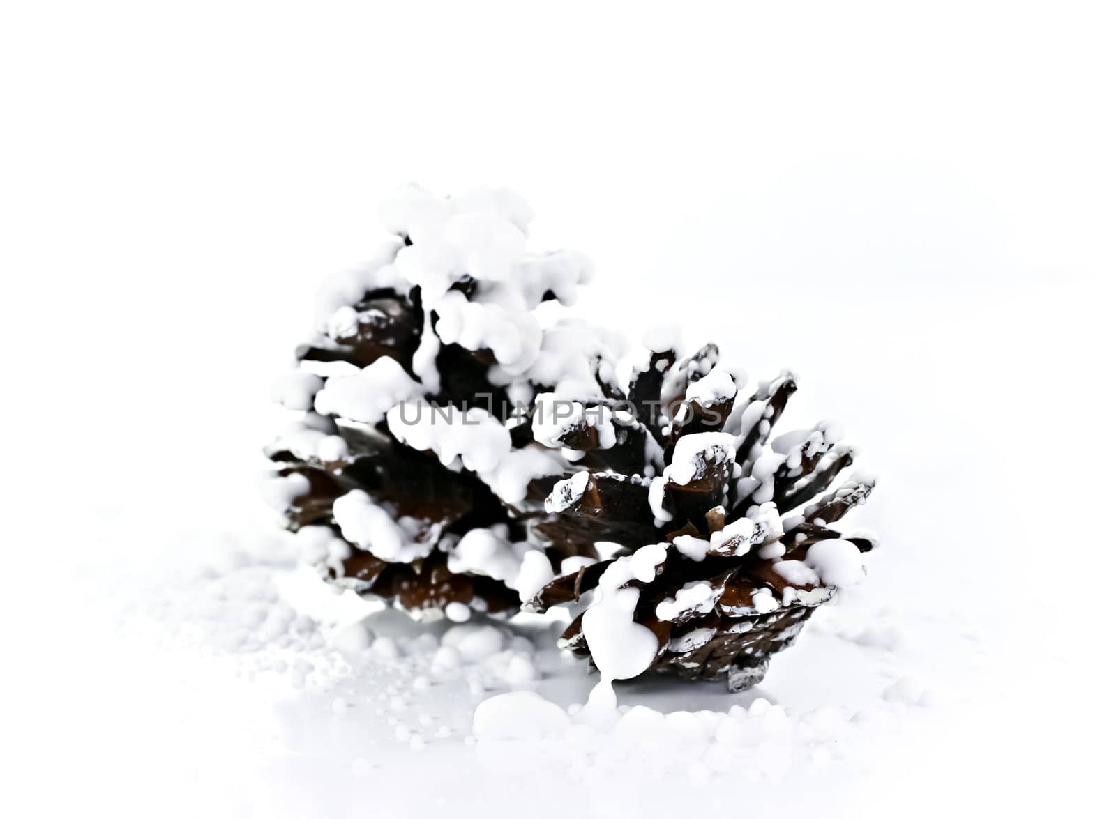 Brown pine cones  snow in the snow on a white background
