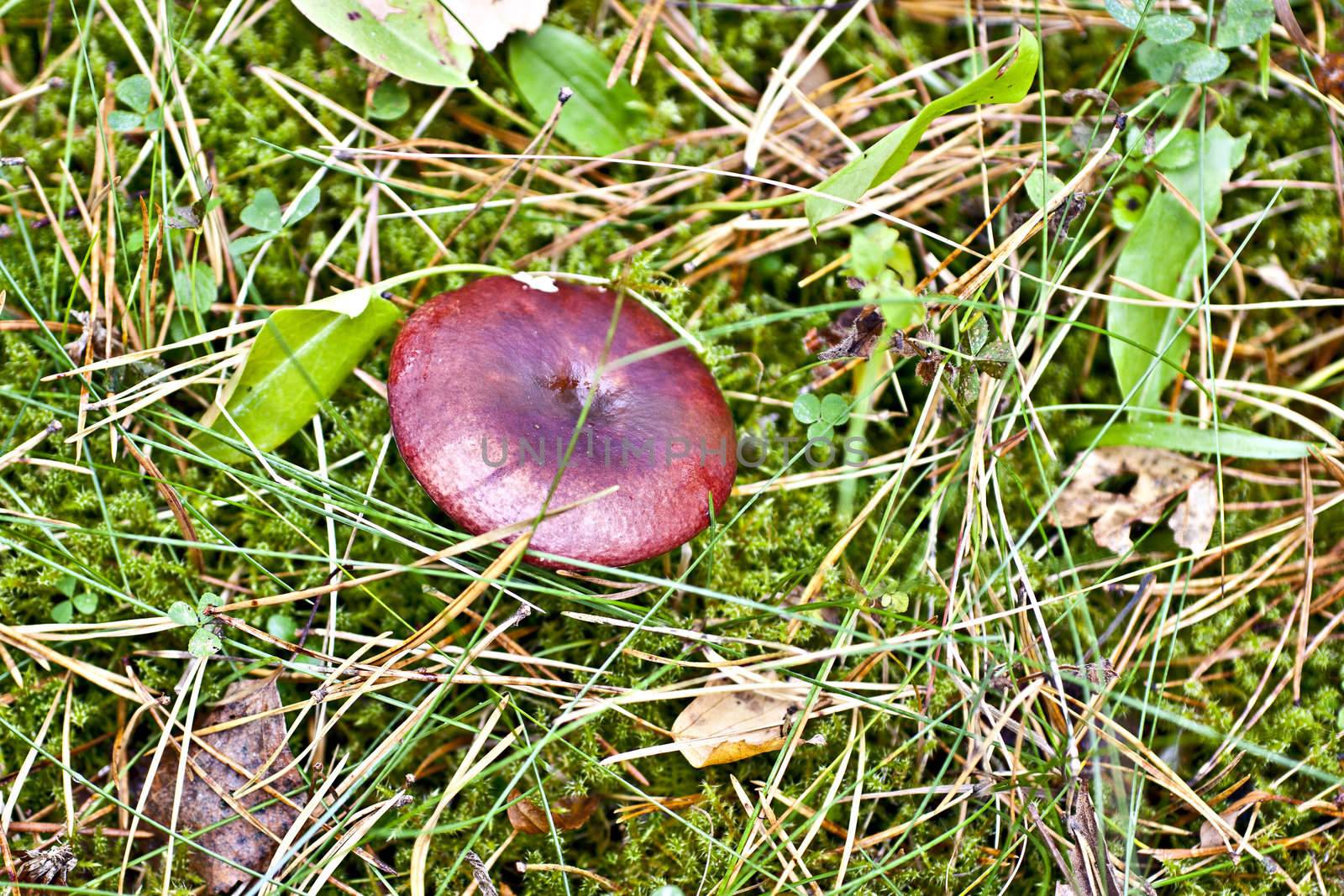 Red Mushroom into cells, day in the woods