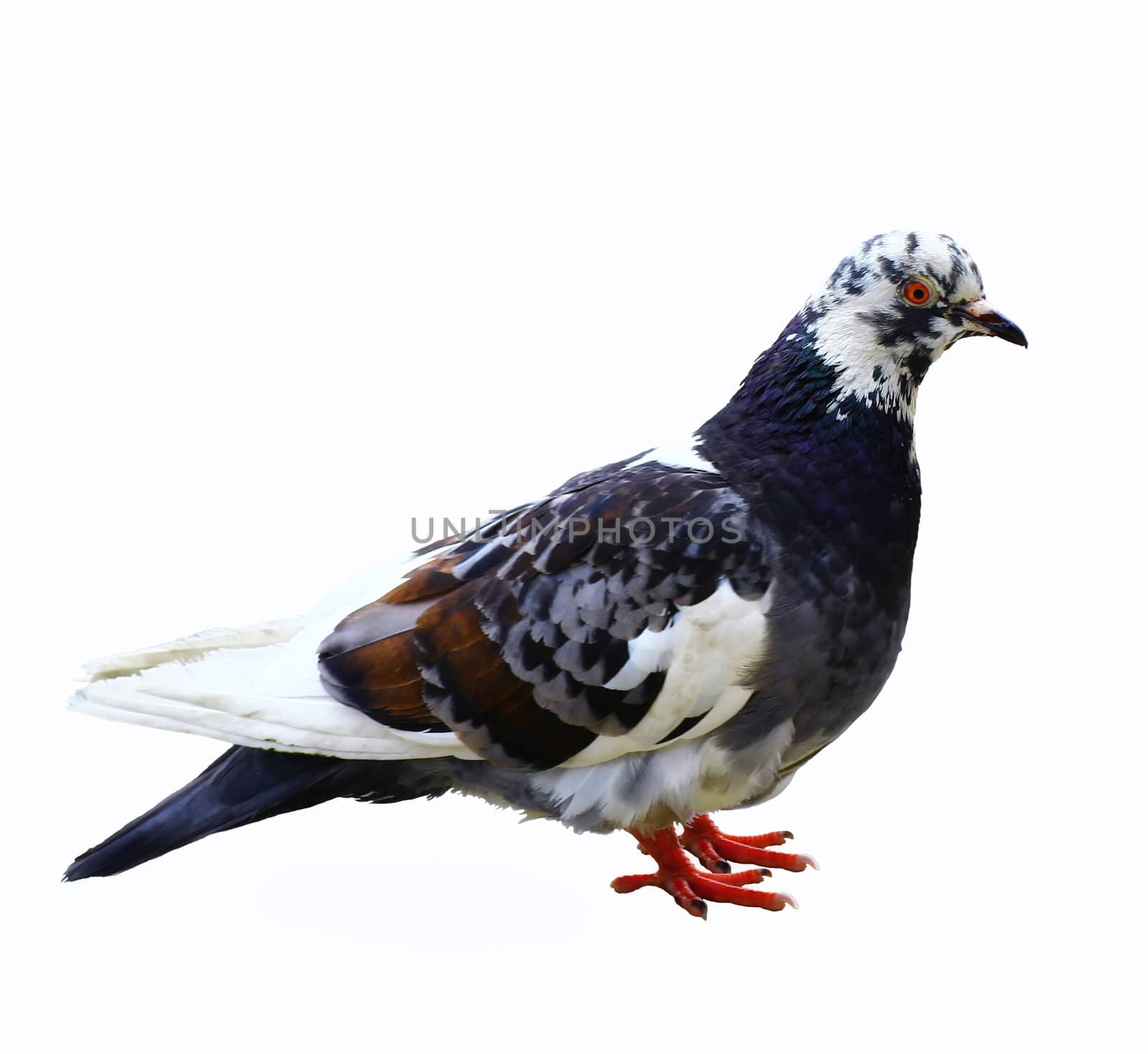  Portrait of a pigeon in full growth. Isolate