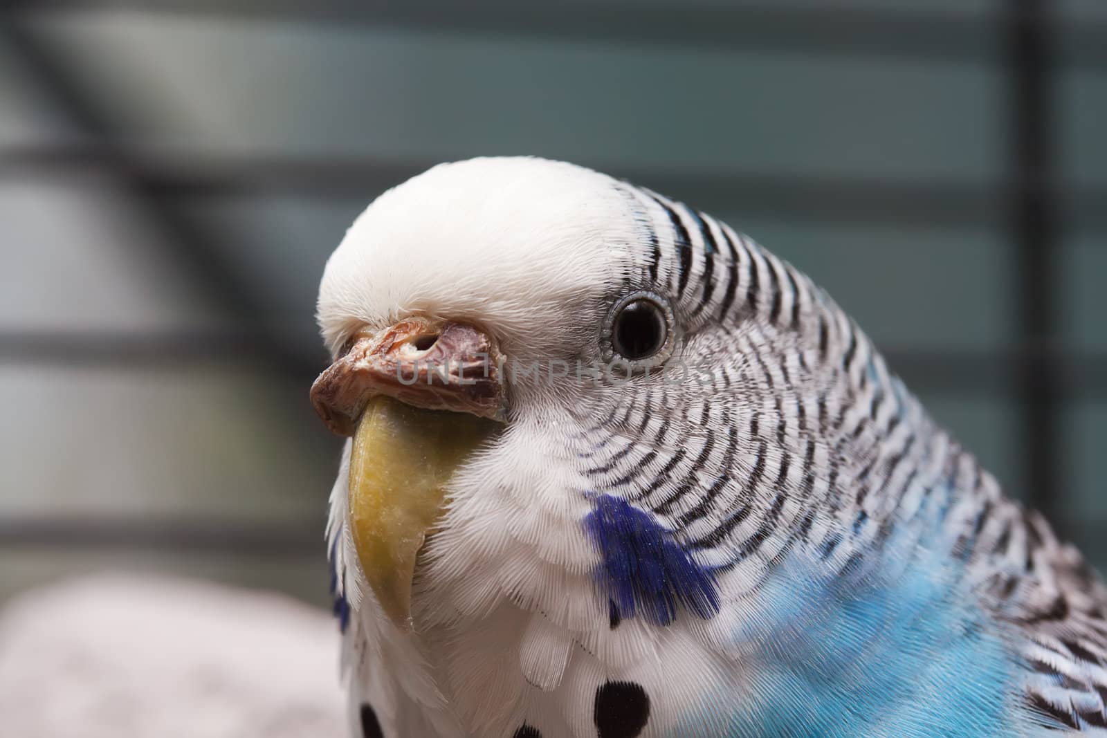 Australian Blue Parrot macro 3 by sergeyoch