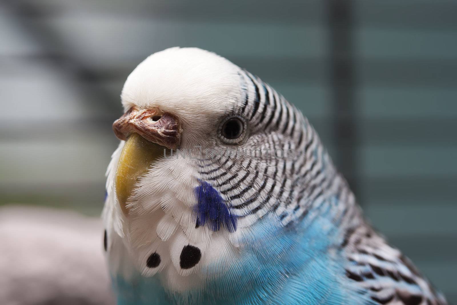 Australian Blue Parrot macro shot 1