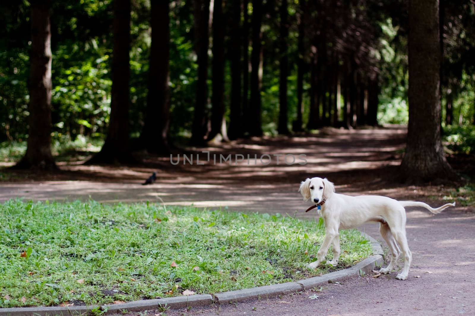 A standing saluki pup in a park 
