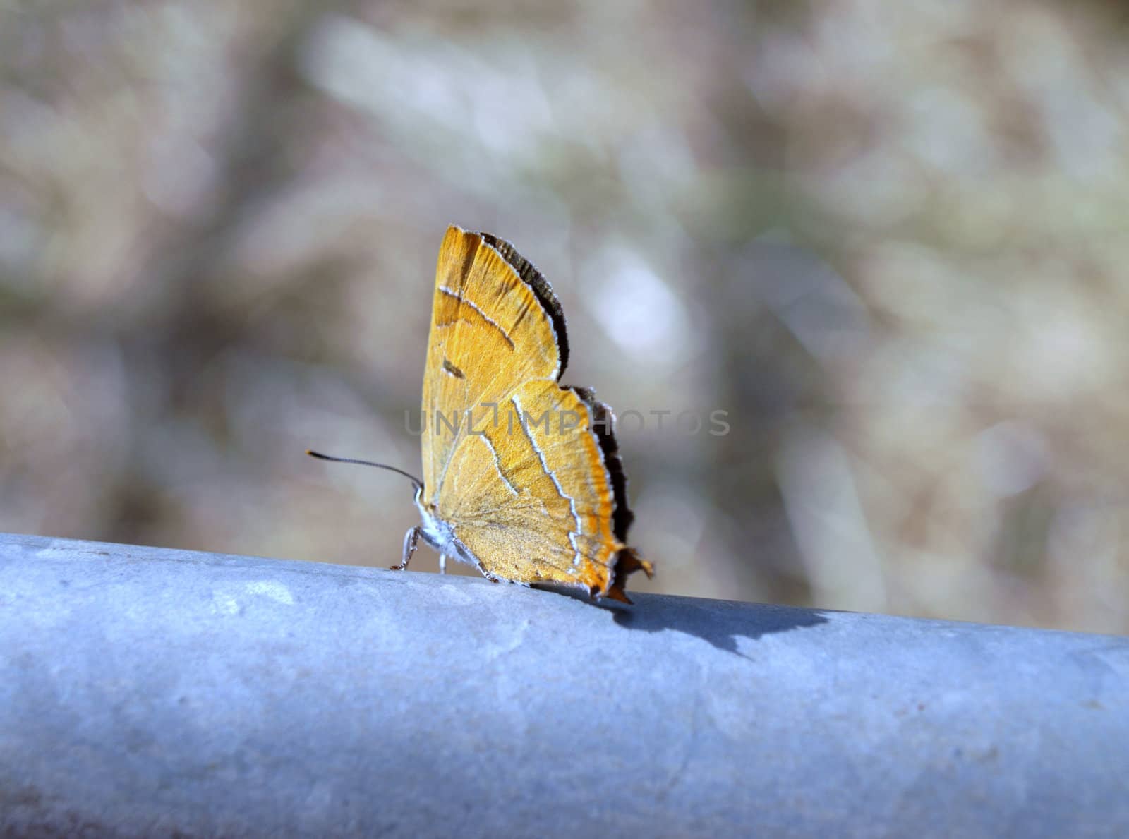 the yellow butterfly on iron pipe