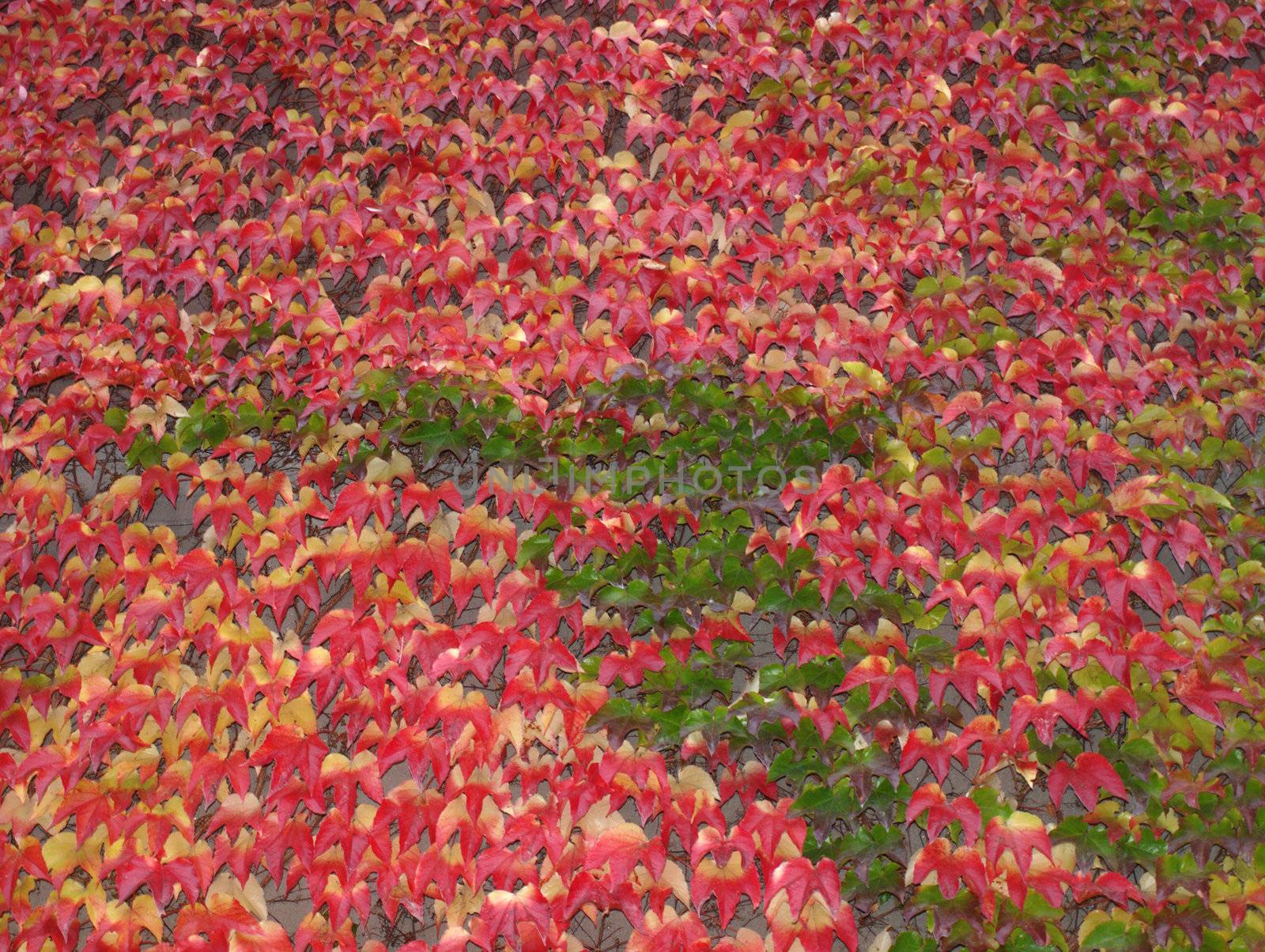 the autumn is growing into the summer, the leaves on the wall