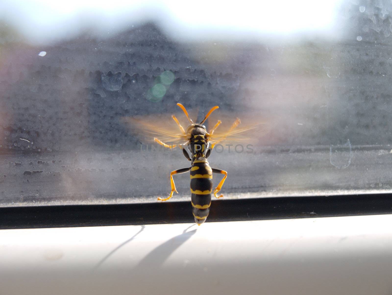 flying wasp, the tiger among insect