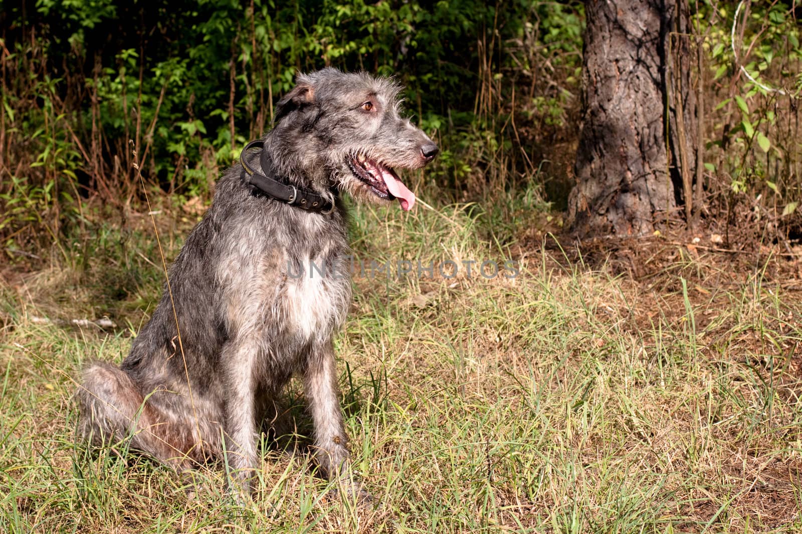 Sitting irish wolfhound by foaloce