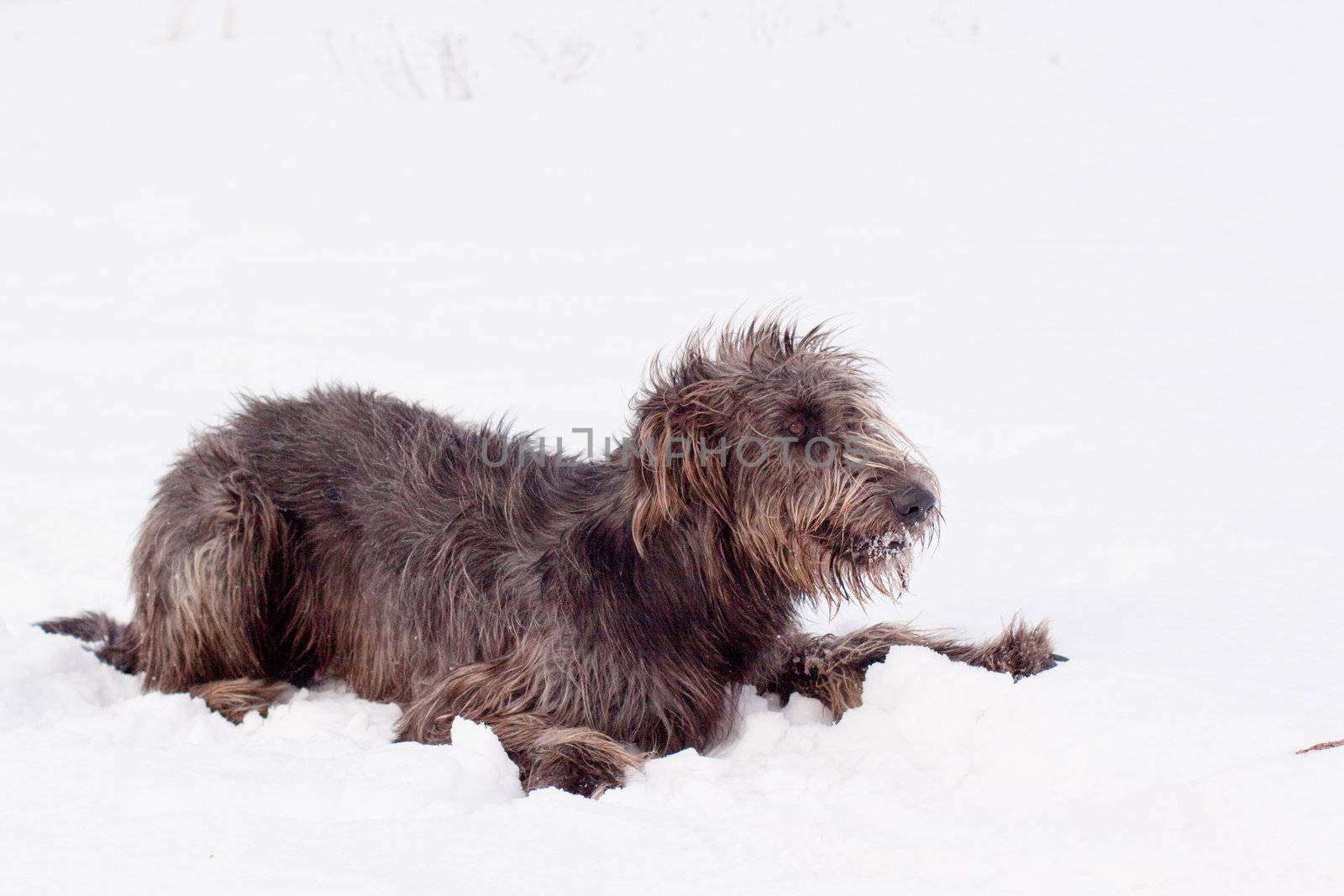 An irish wolfhound lying on a snow-covered field
