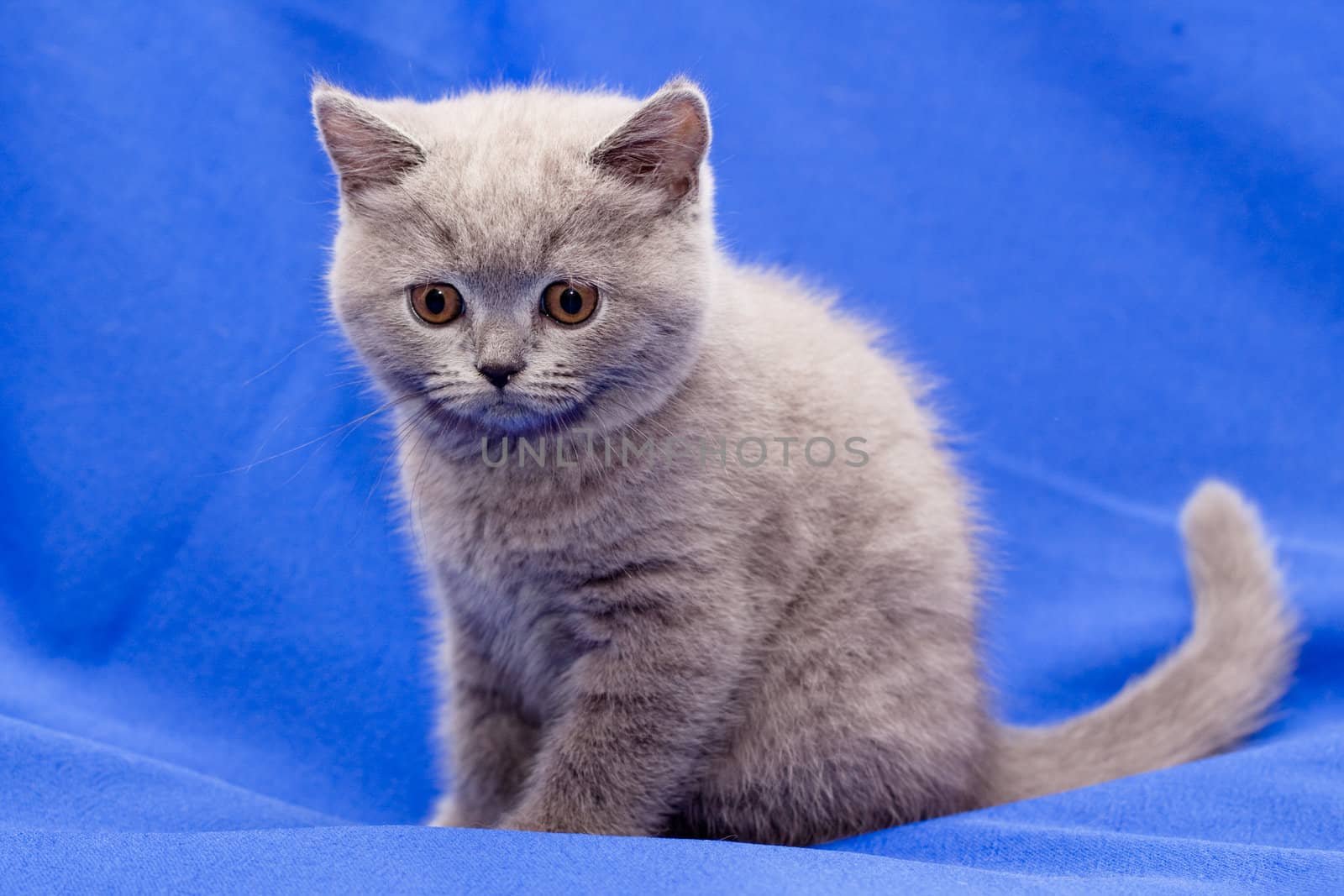 A yellow-eyed British shorthair blue kitten on blue background
