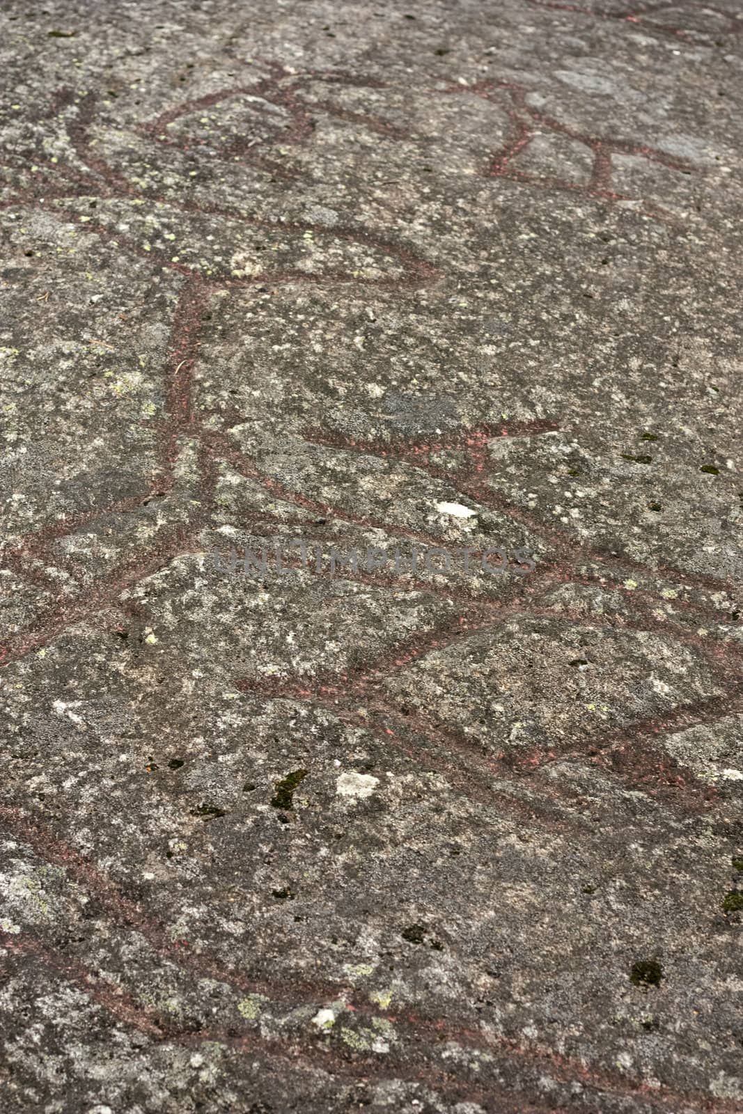 6000 years old petroglyphs from Boggestranda in Norway, showing moose and deer