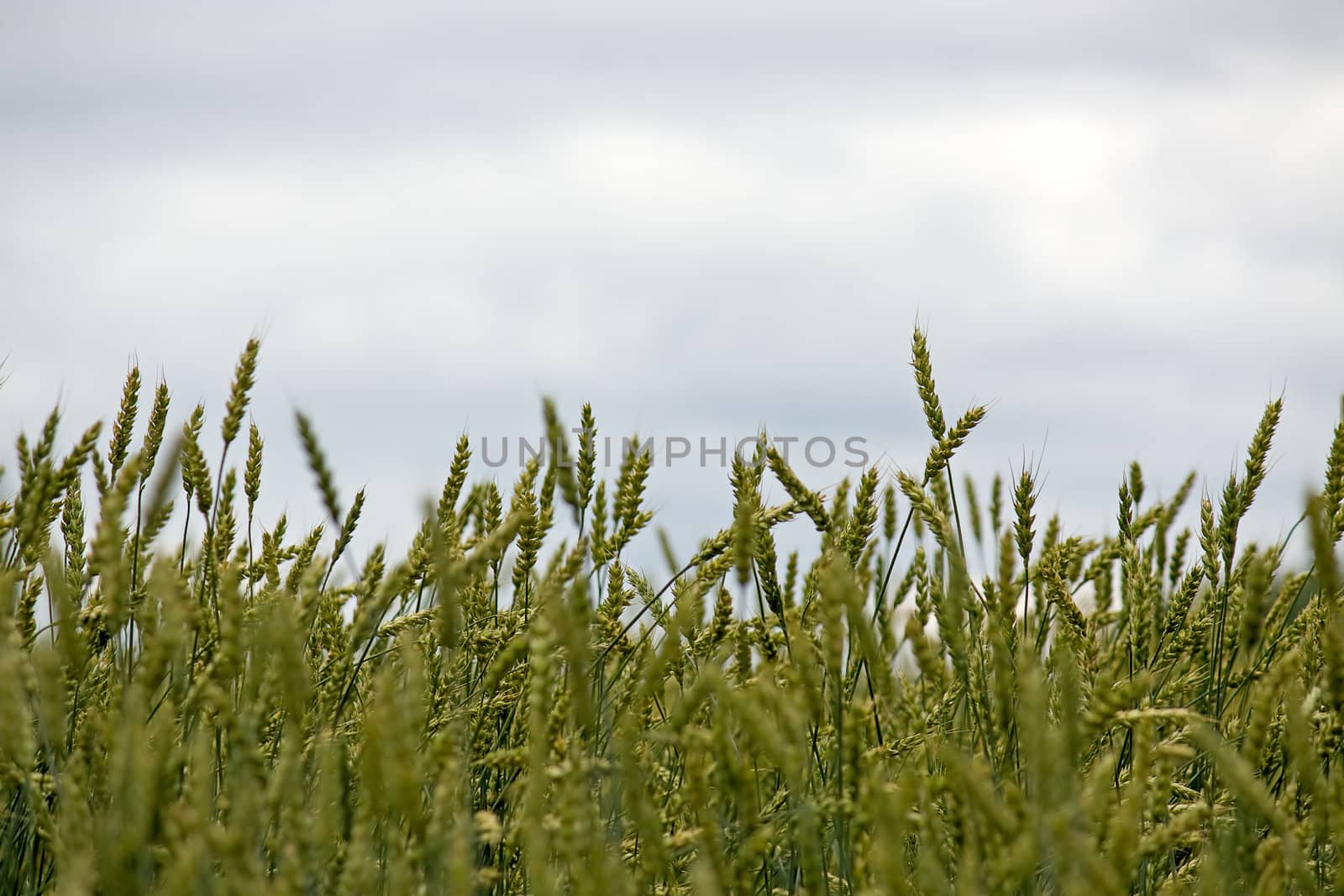 Green ears of wheat against a cloudy sky.