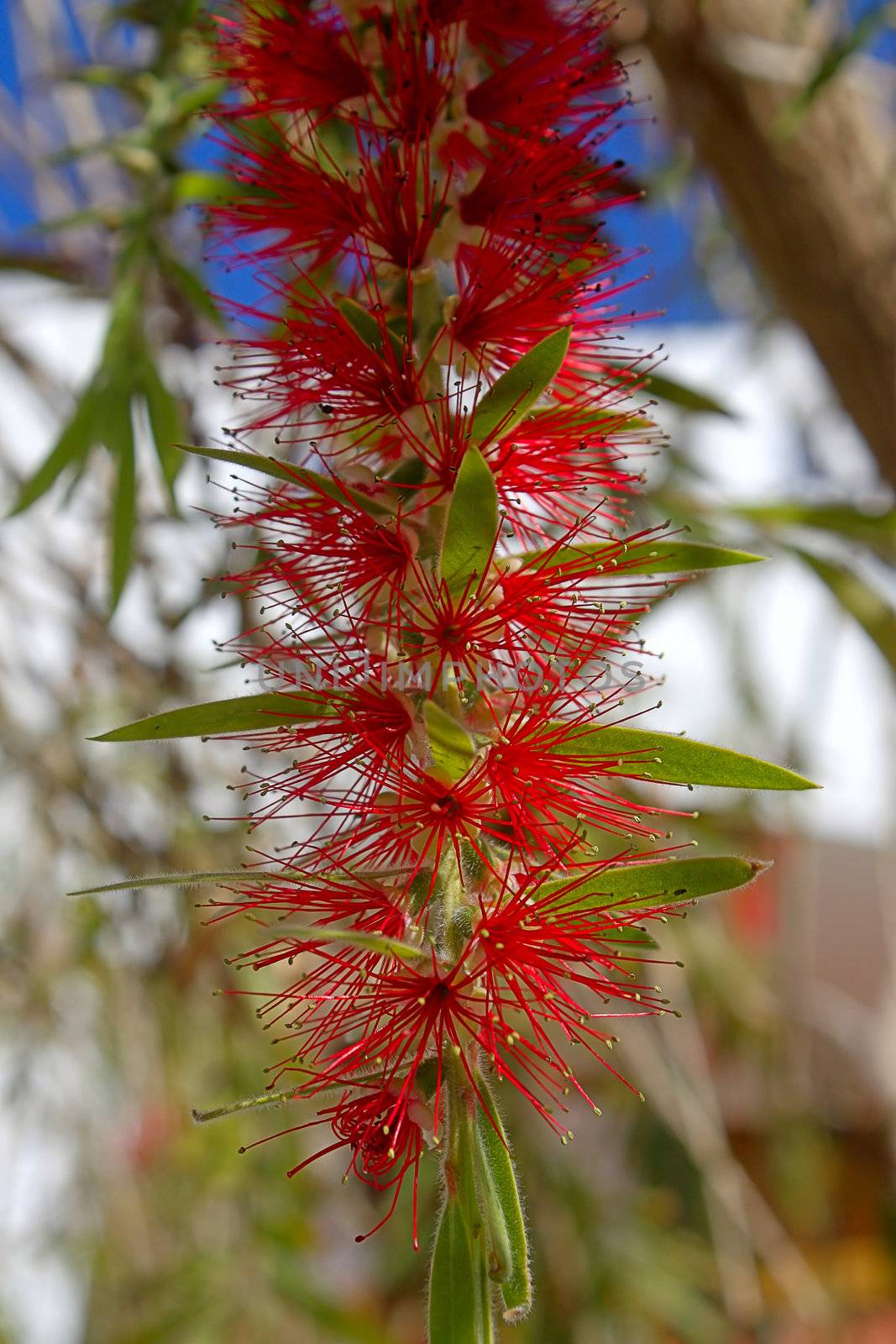 An interesting red flower with many stamens. Egypt.