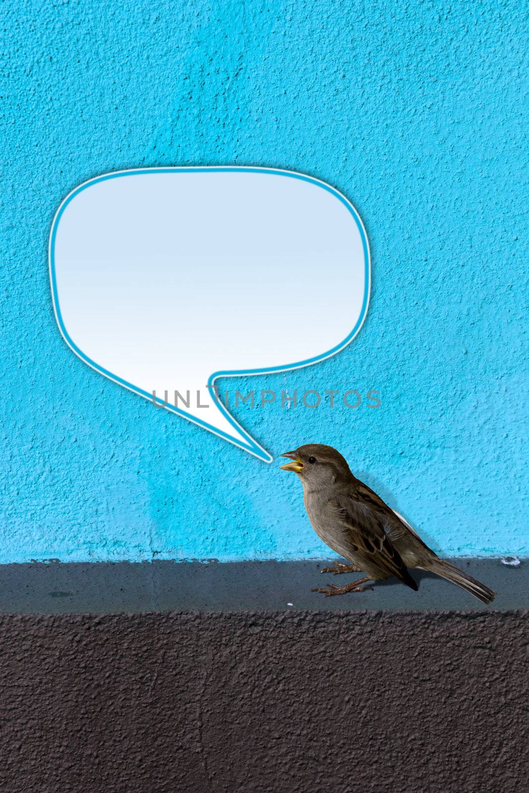 House Sparrow (Passer domesticus) on blue Wall twittering with empty text bubble.