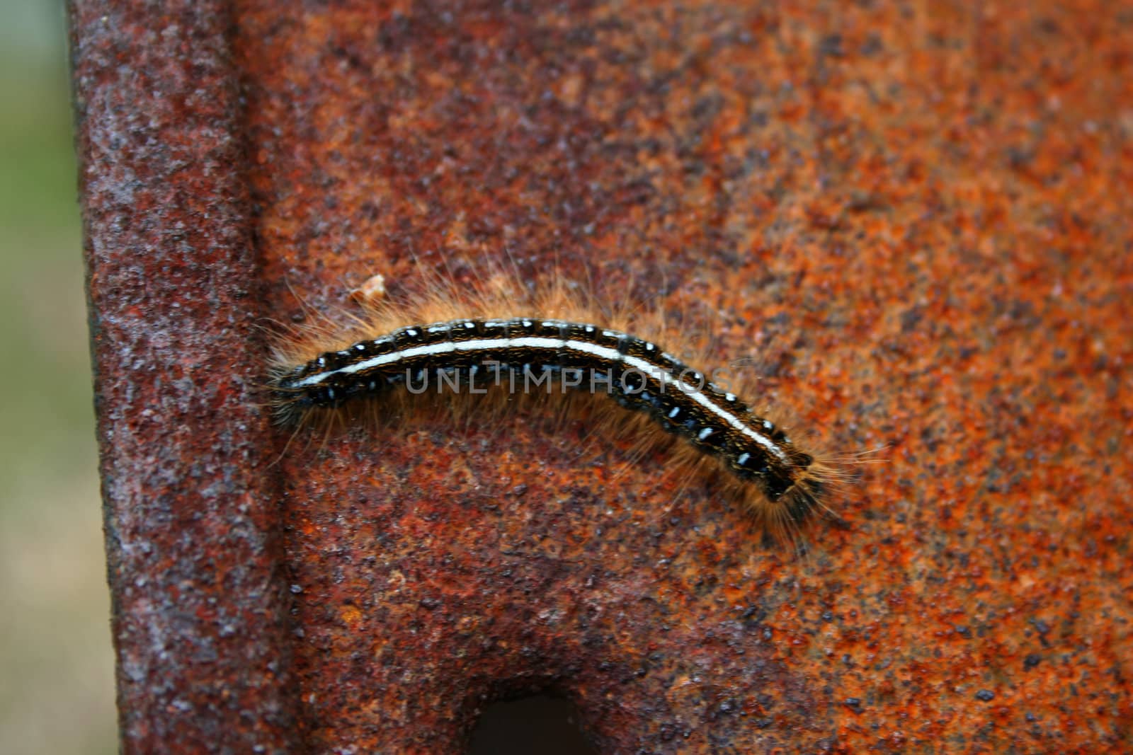 Gypsy moth caterpillar by njnightsky