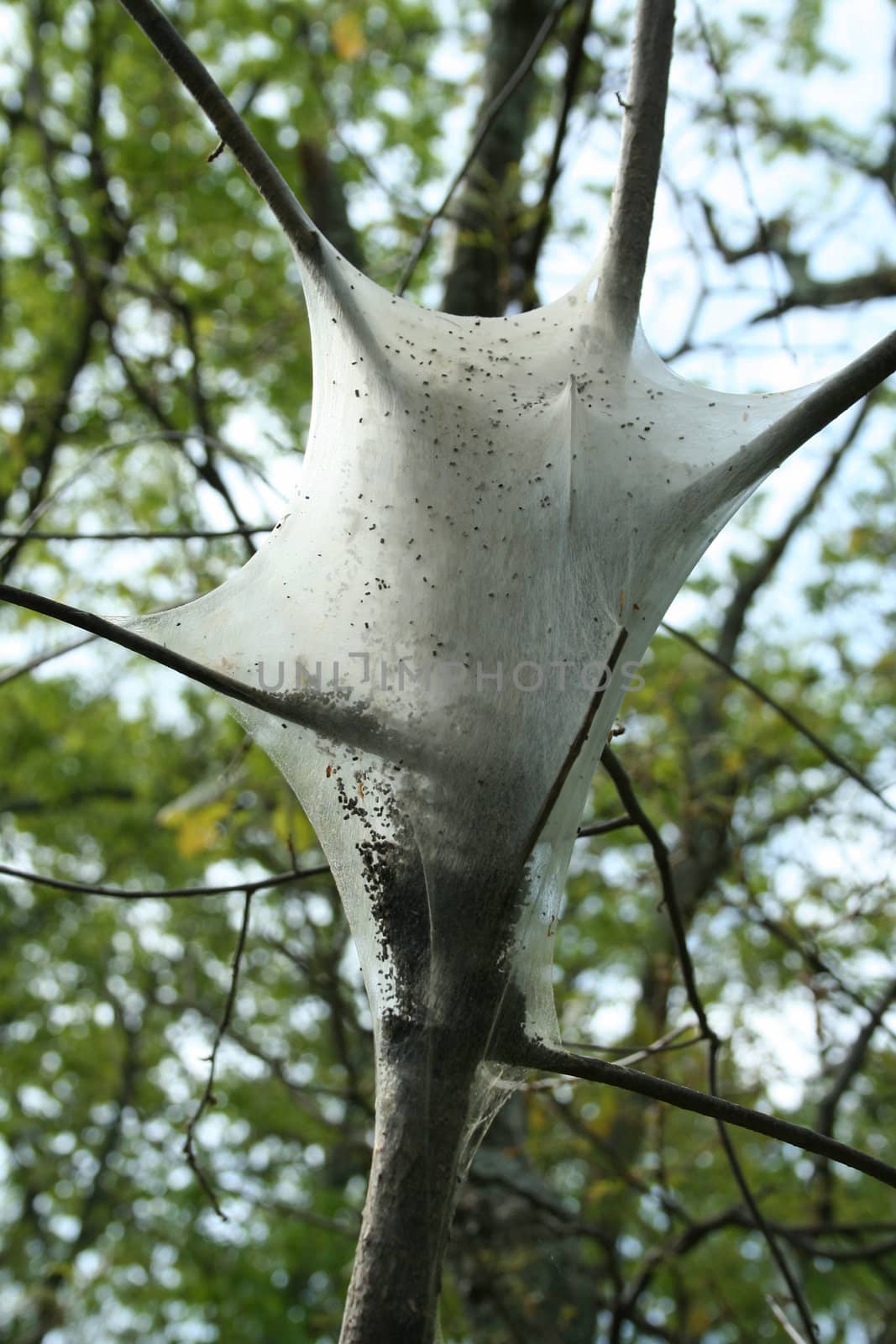 an image of a Gypsy moth nest