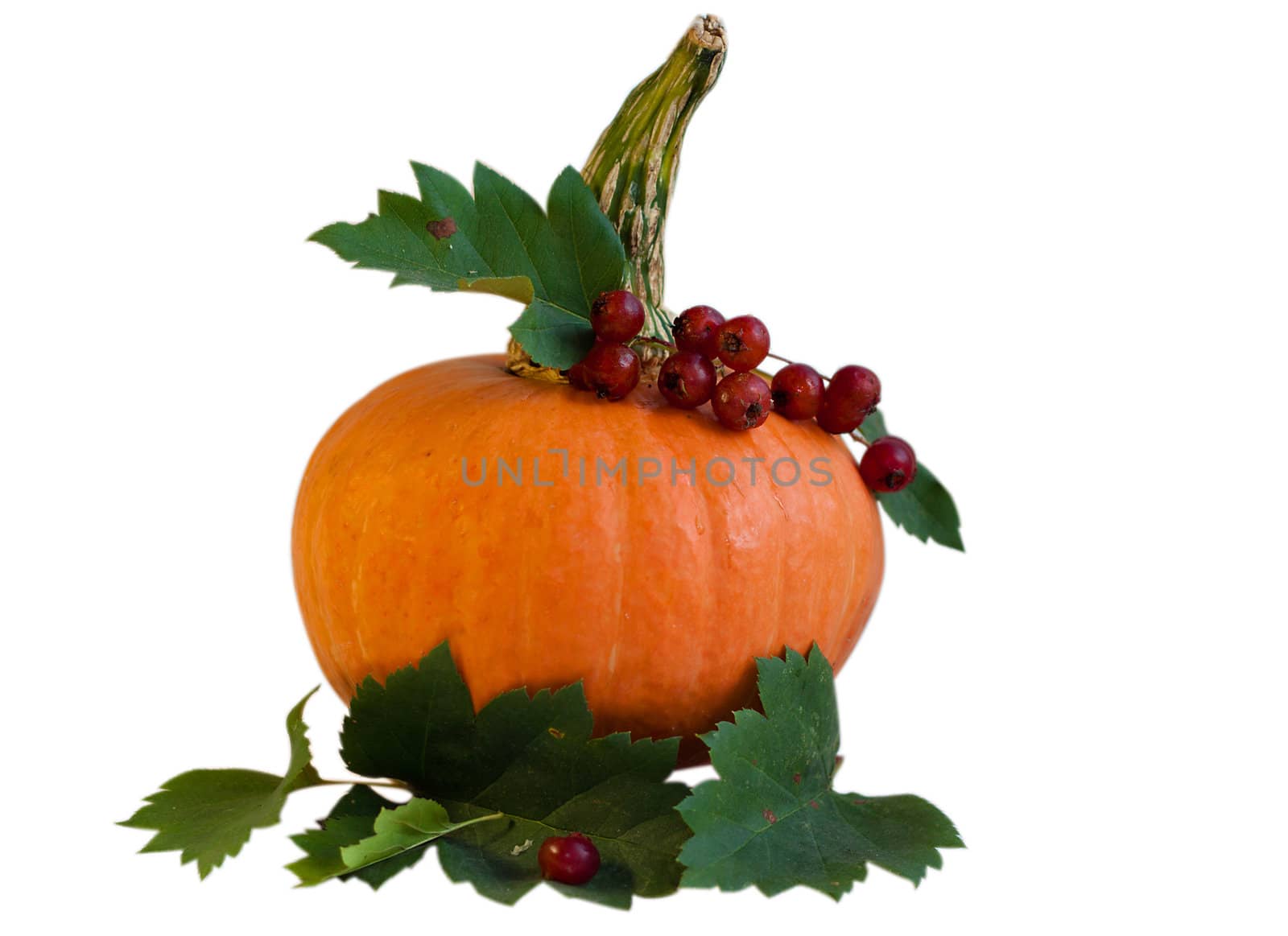 Small Pumpkin with Viburnum and leaves isolated on white