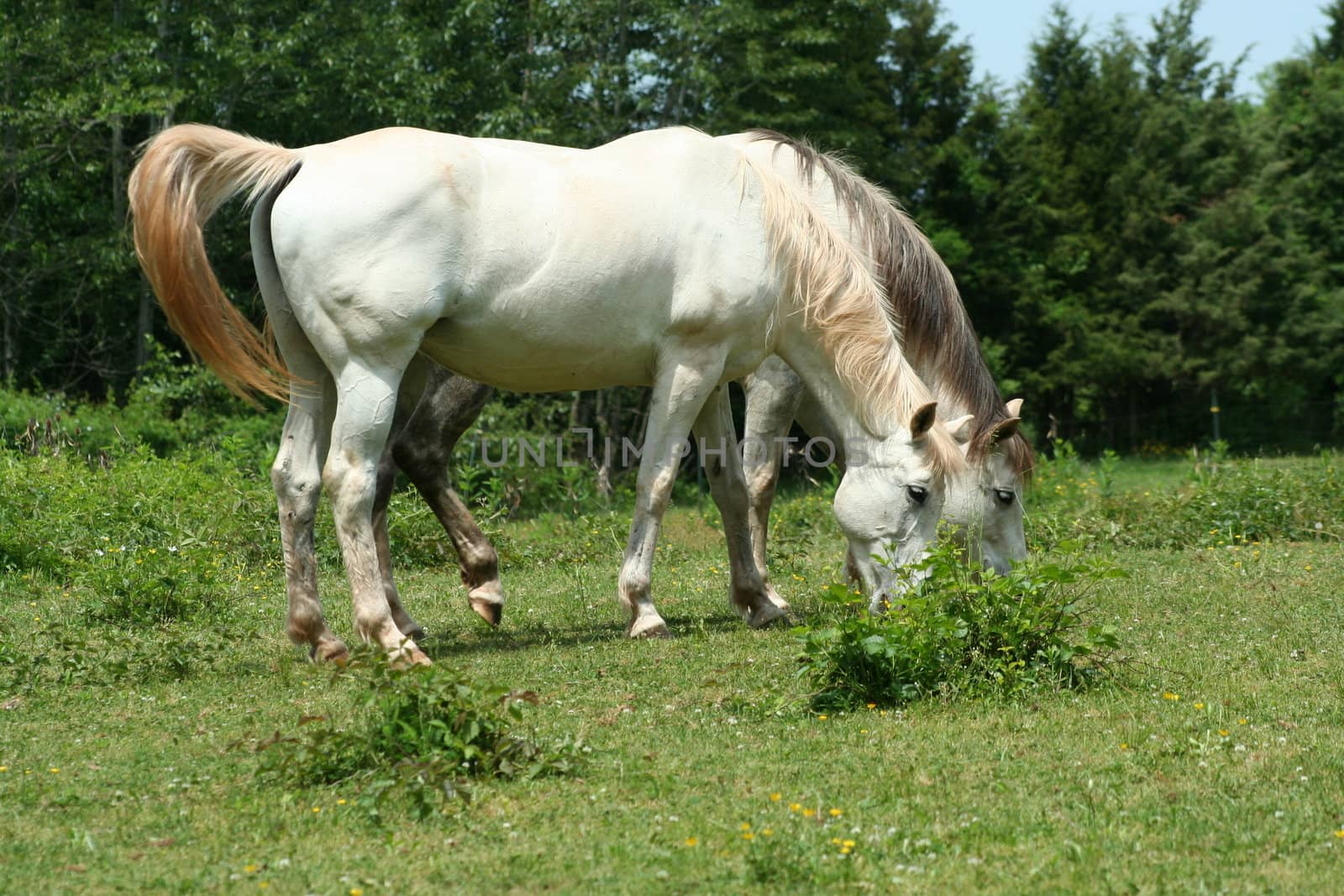 White Horse by njnightsky