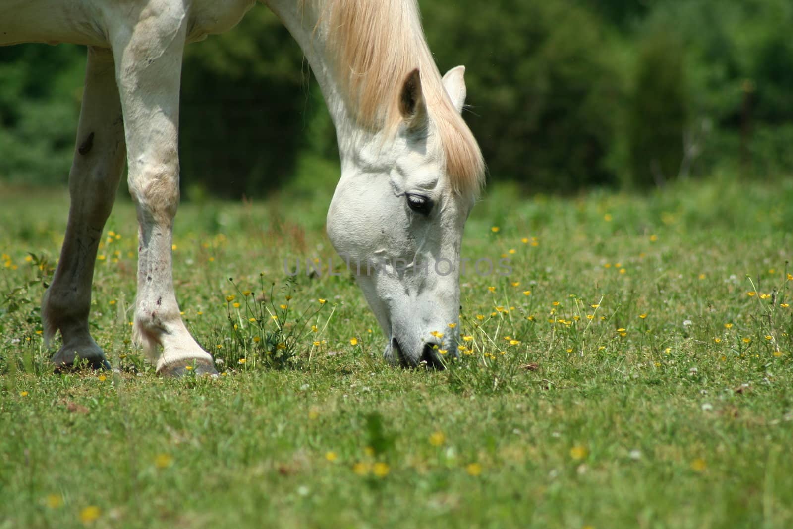 White Horse