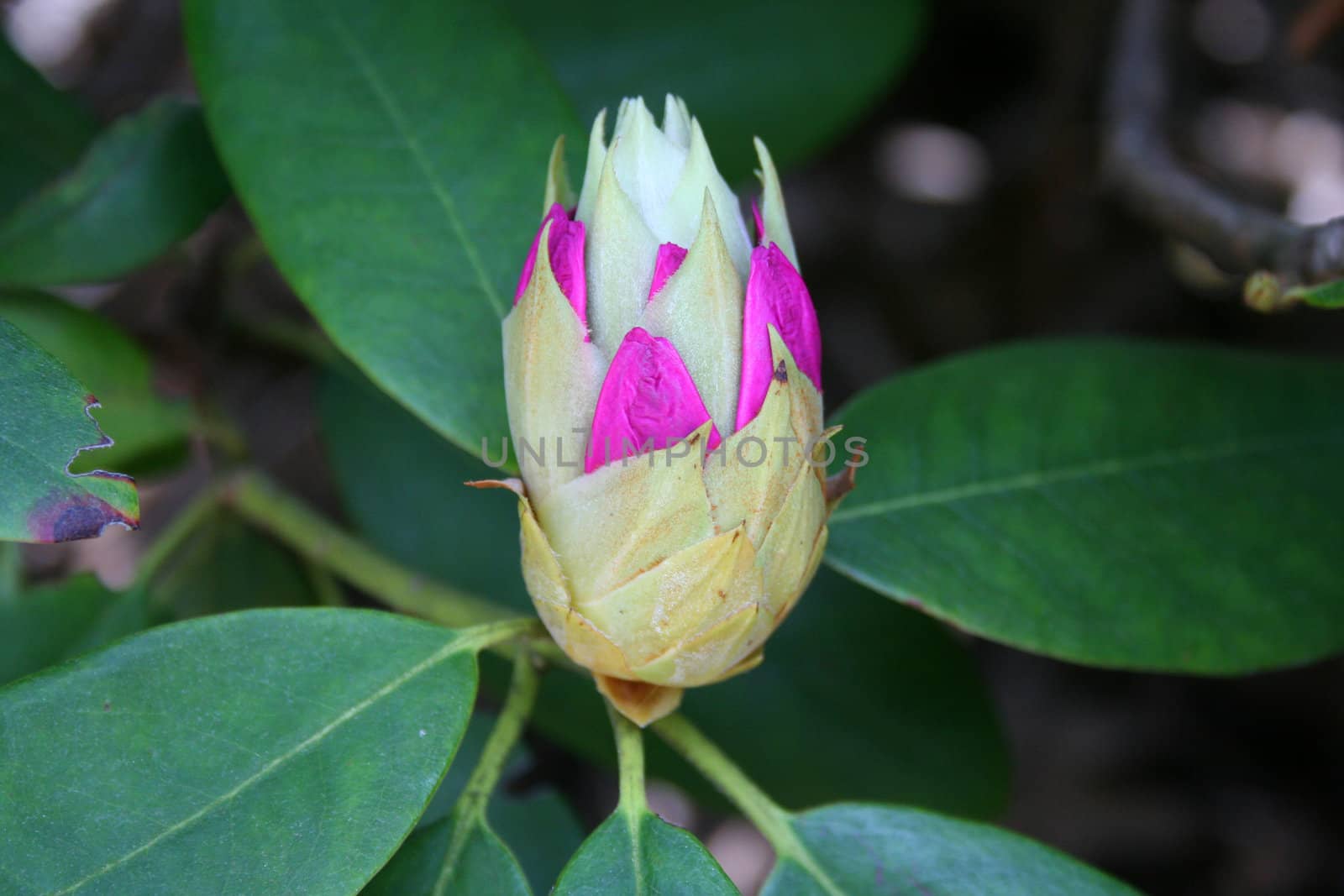 an image of a Rhododendron  Flower Bud