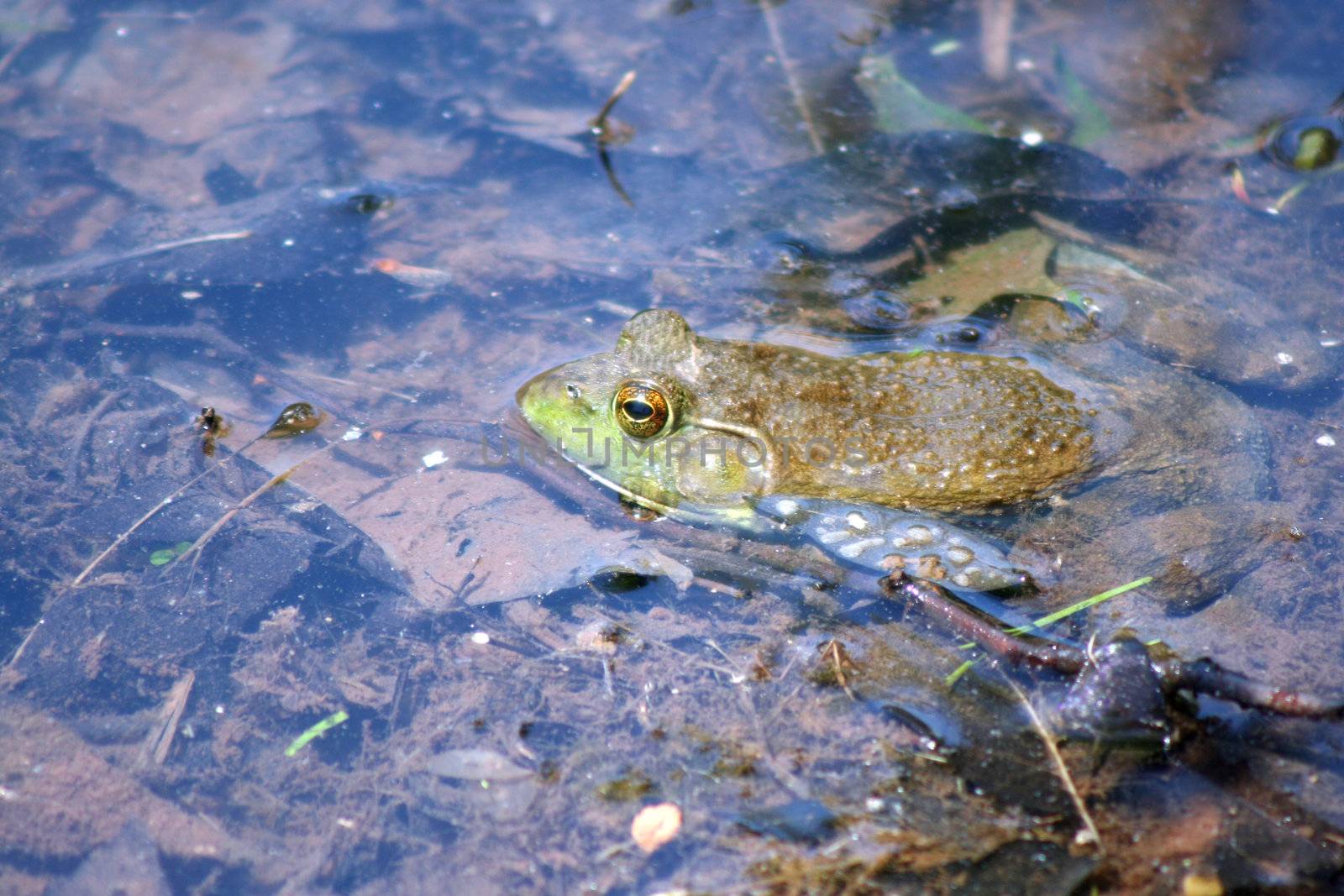 Frog in water by njnightsky