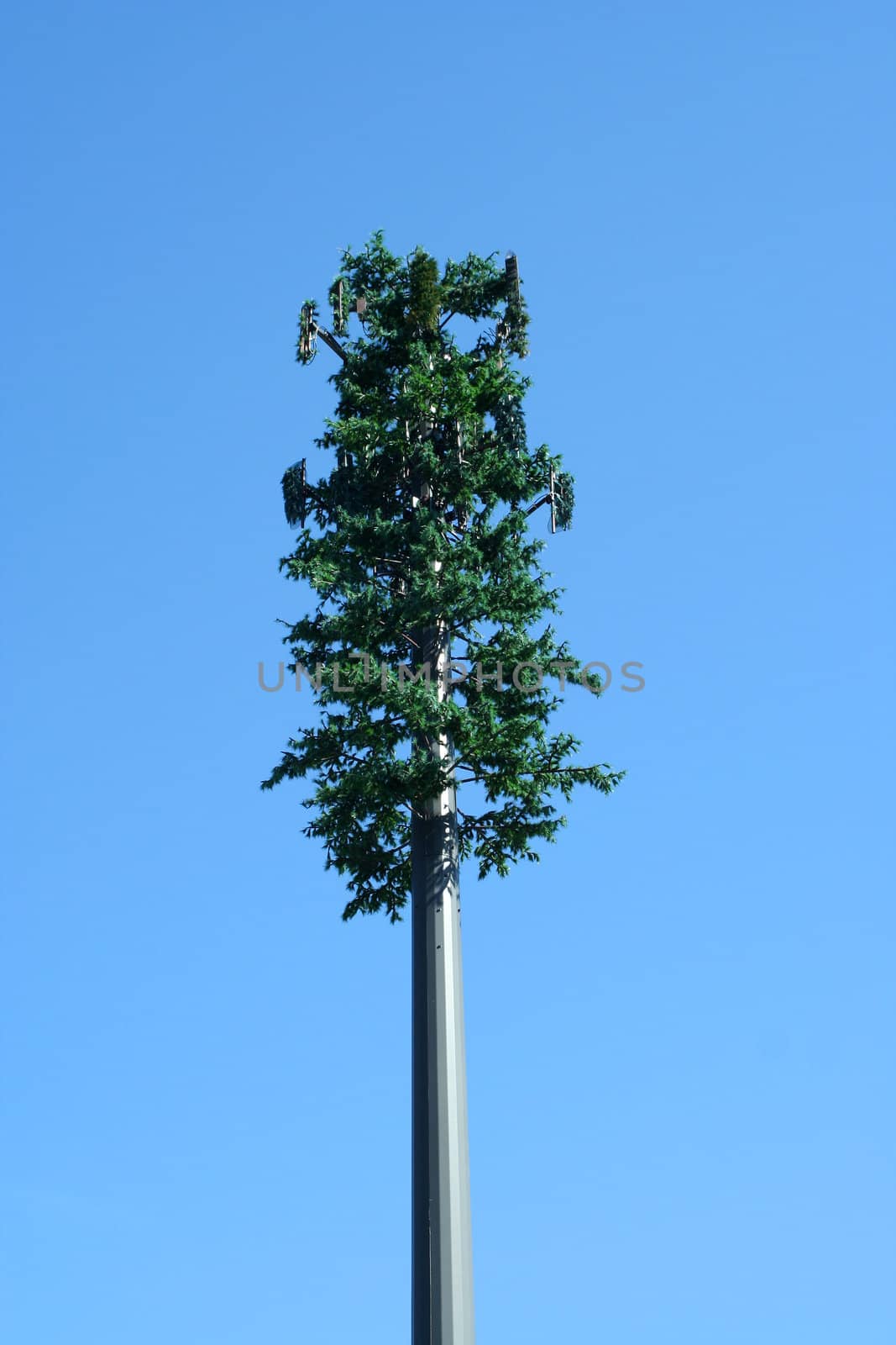 A Tree cell phone tower