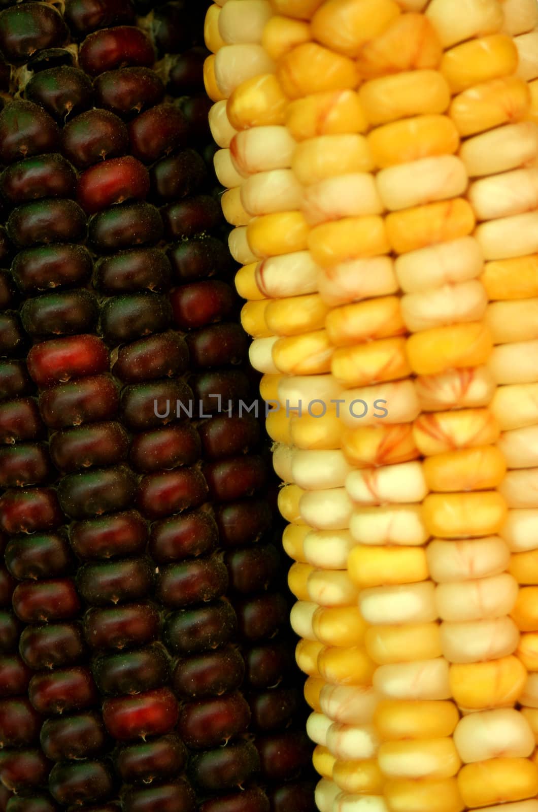 A Indian corn background