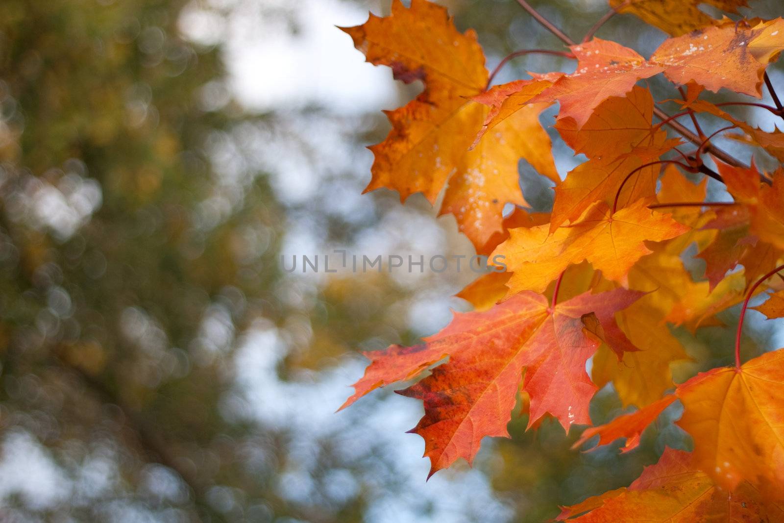 Orange, red and golden Maple leaf background