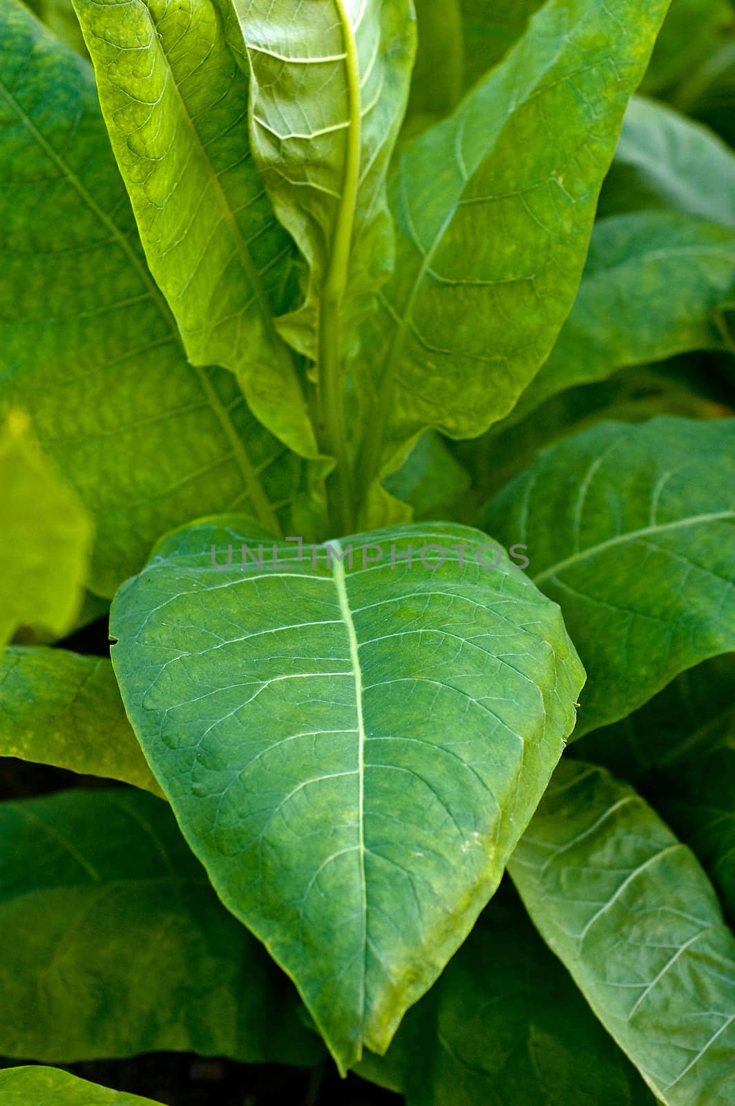 Lines of green tobacco plants on a field