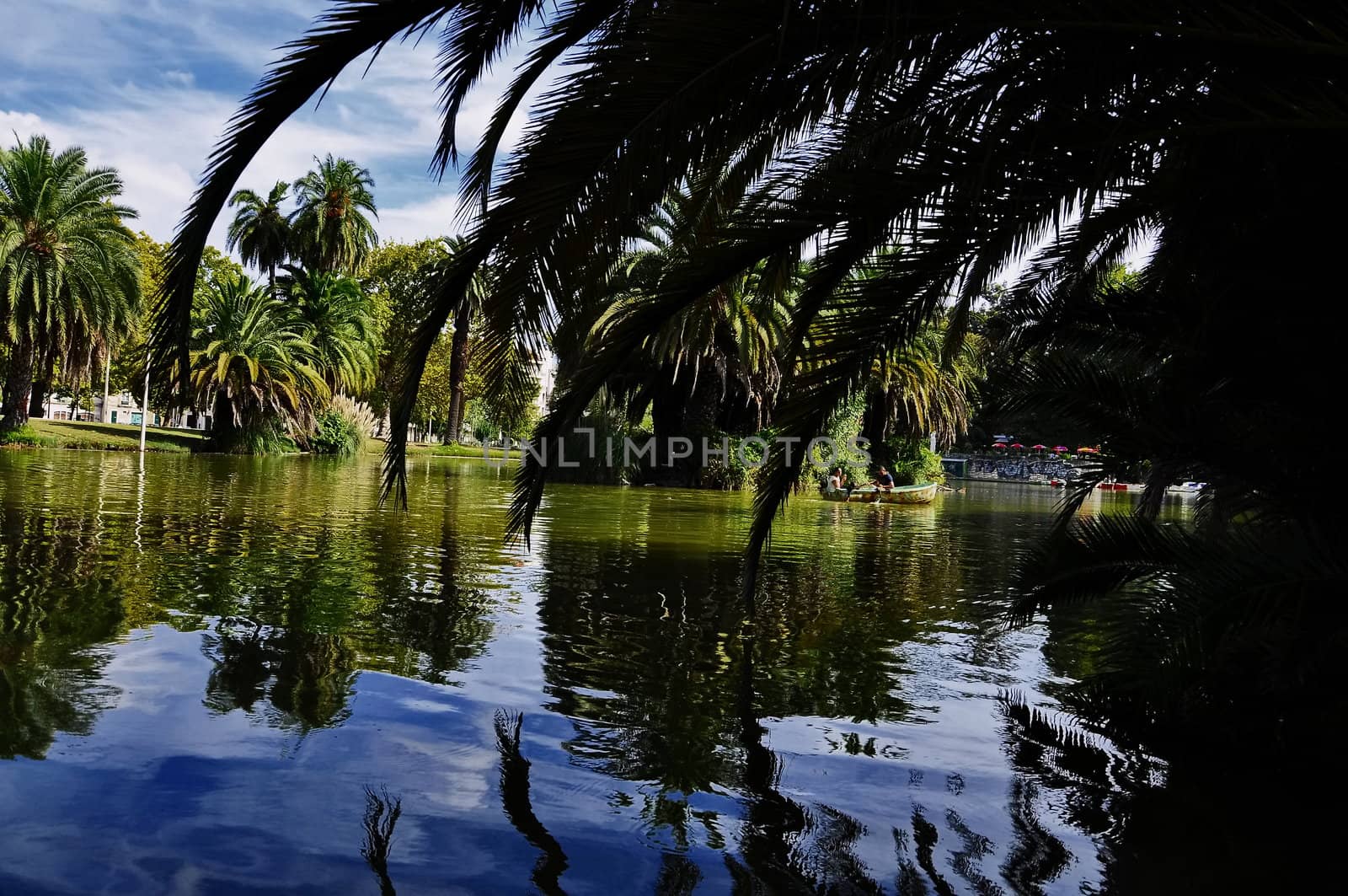 Palm trees by the lake by vas25