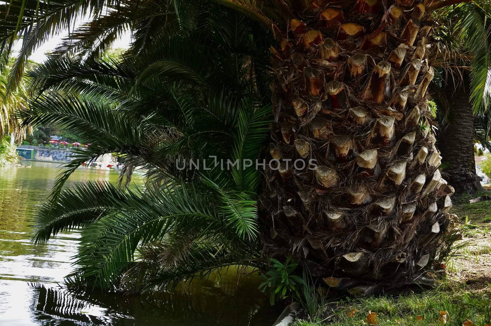 Palm trees by the lake by vas25