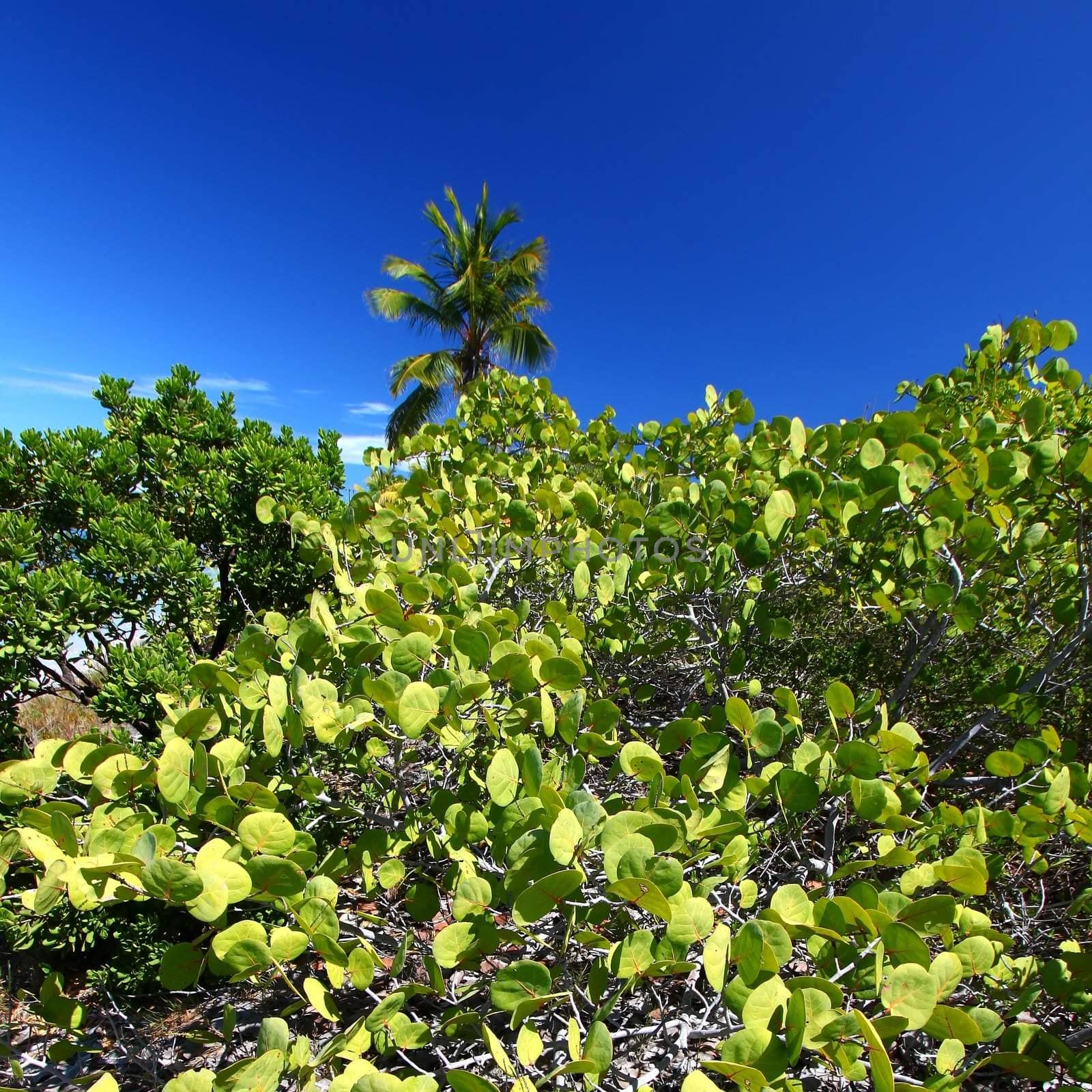 Vegetation grows on Beef Island in the British Virgin Islands.