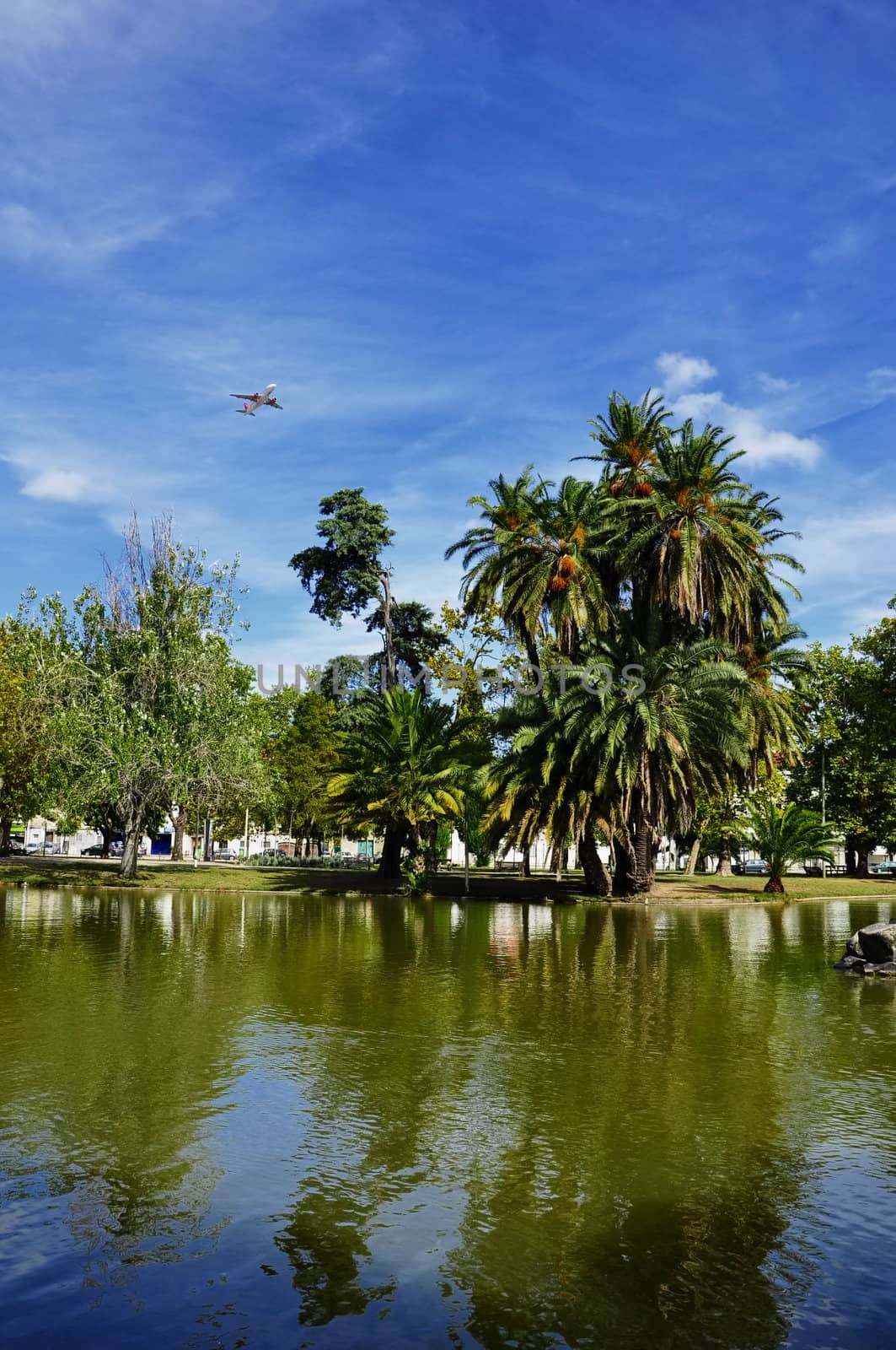 Palm trees by the lake by vas25