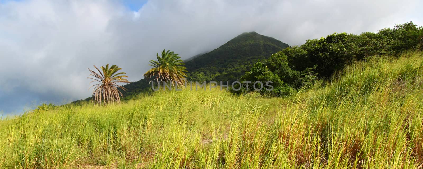 View of Mount Liamuiga from the sugar cane fields of Saint Kitts.