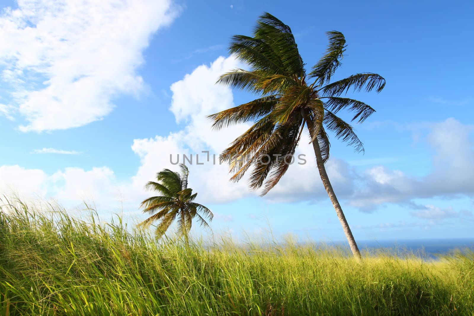 Palm trees sway in the wind on the Caribbean island Saint Kitts.
