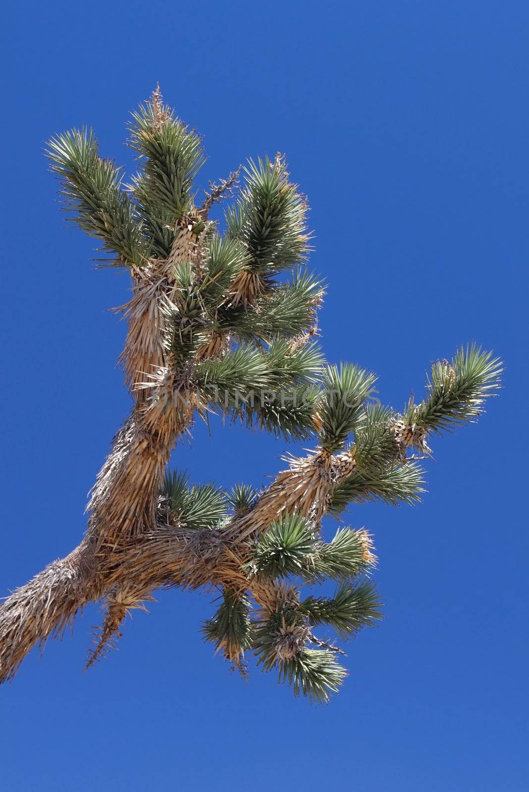 Leaves of a Joshua Tree (Yucca brevifolia) in the southern California.