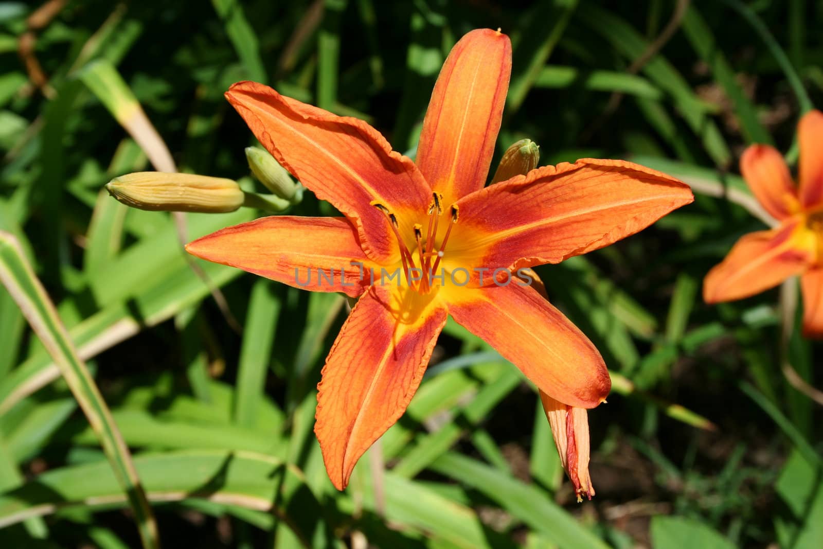 an image of a Tiger Lily