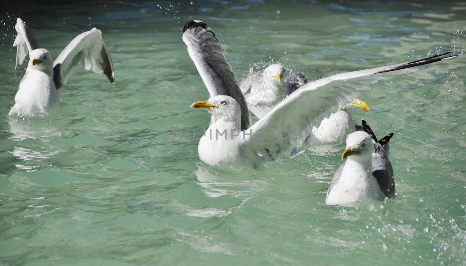 Seagulls swimming on clear water