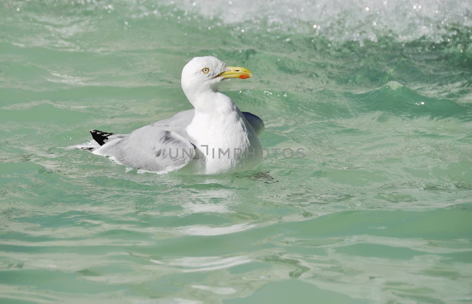 A seagull swimming on clear water