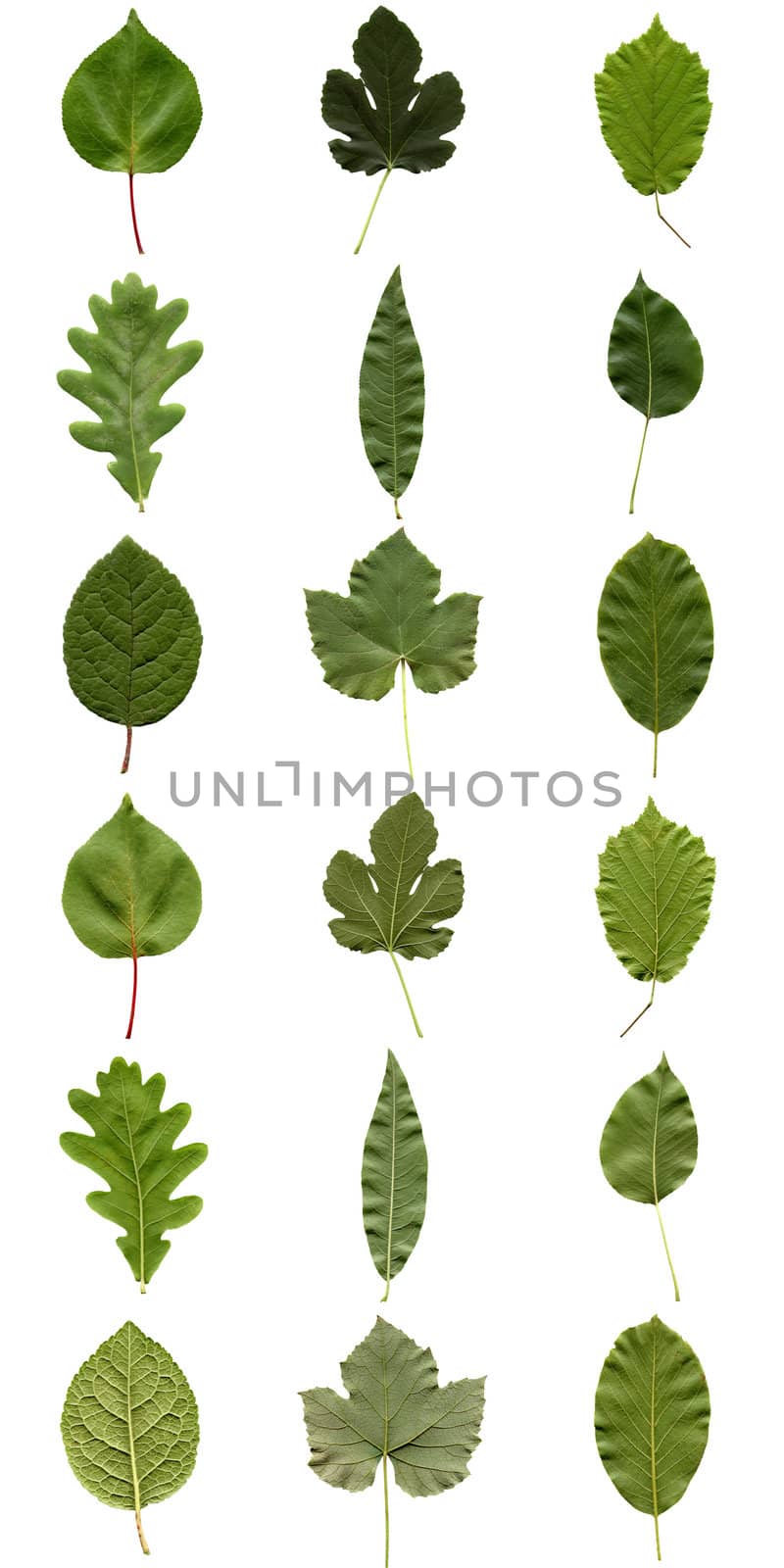 Leaves collage by claudiodivizia