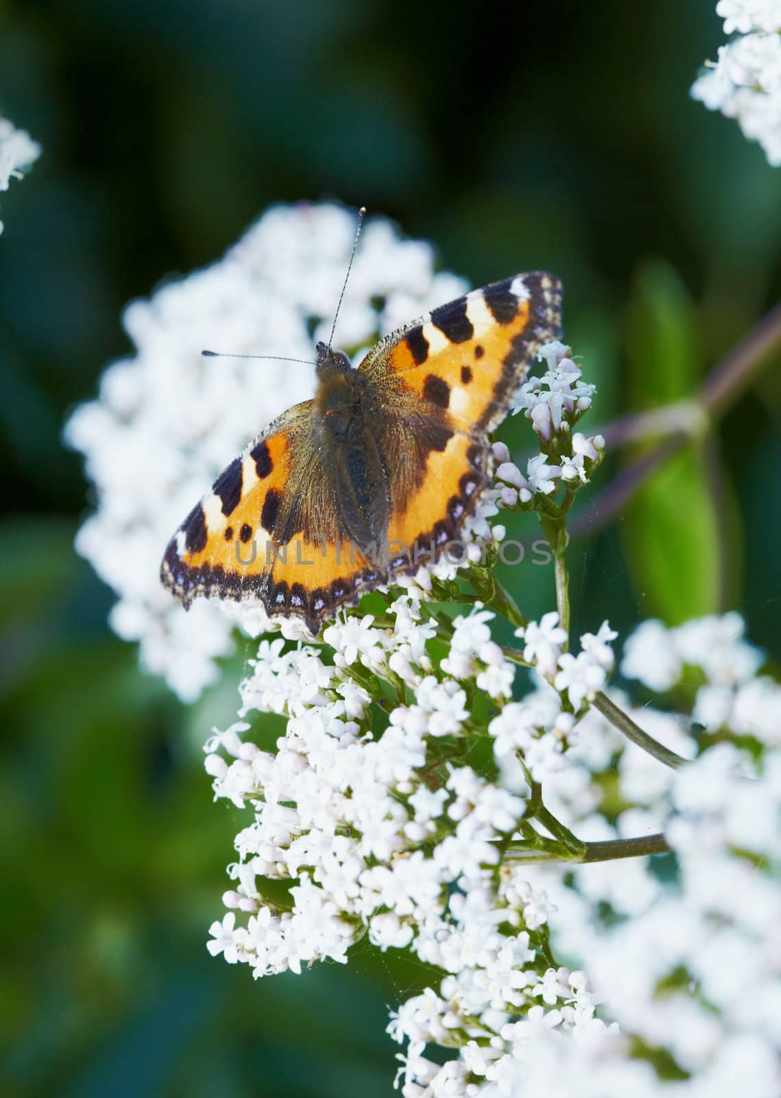 A butterfly sits on a white inflorescence