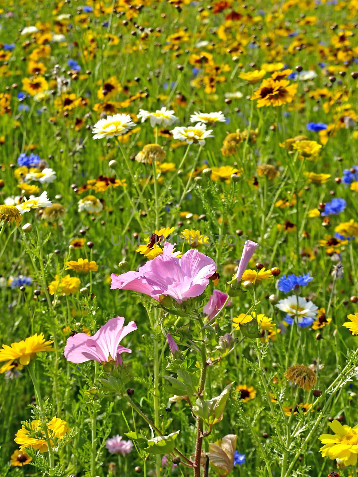 meadow with a lot of flowers