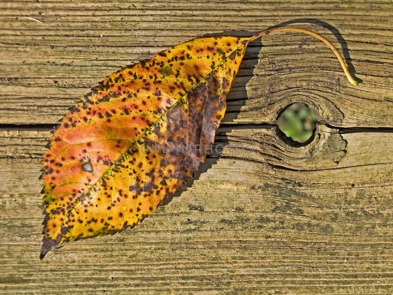 leaf by Jochen