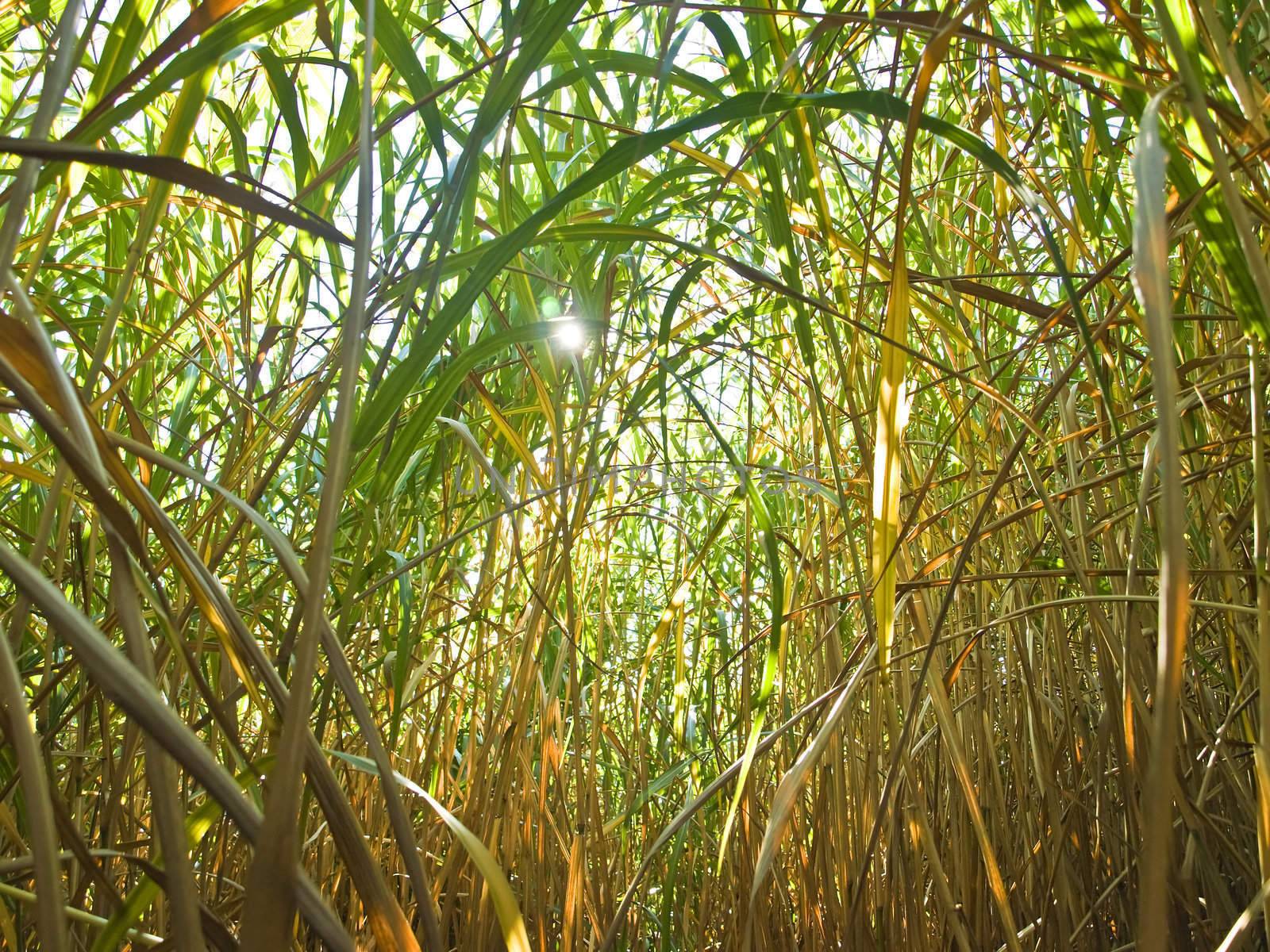 Miscanthus,switchgrass by Jochen