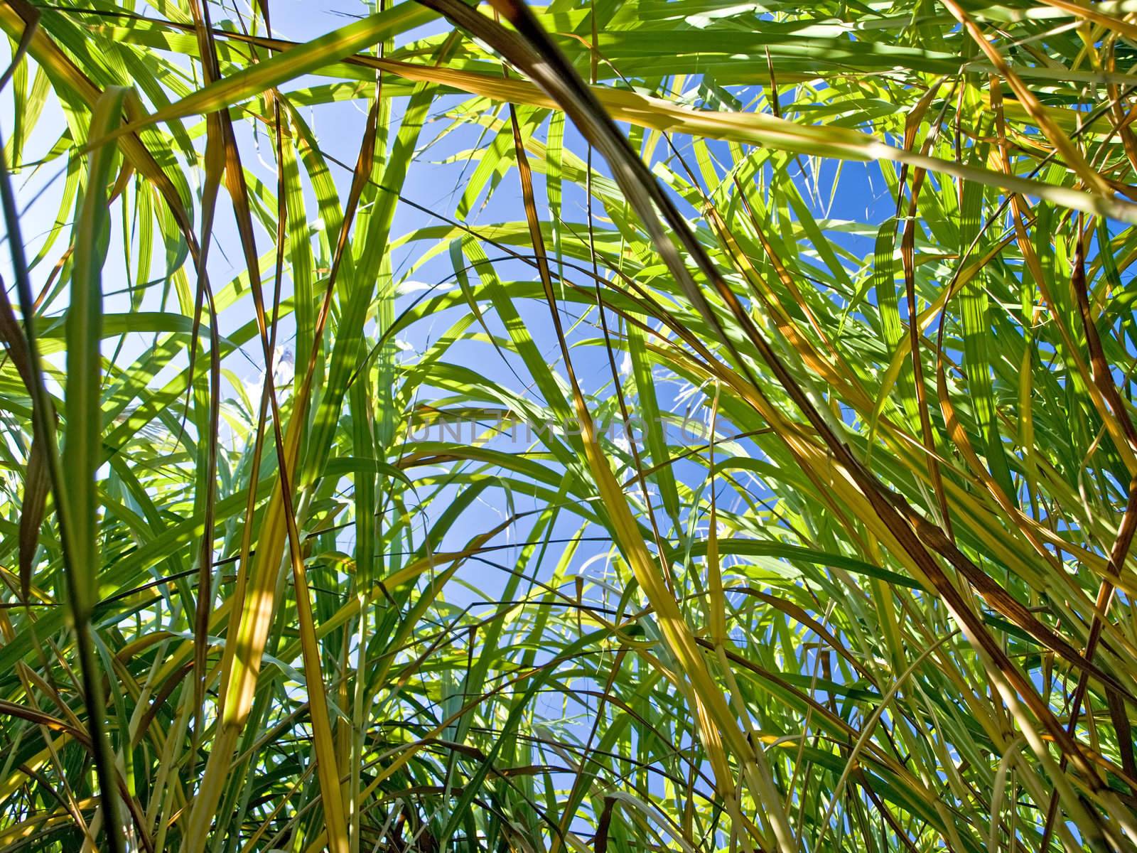 Miscanthus,switchgrass by Jochen