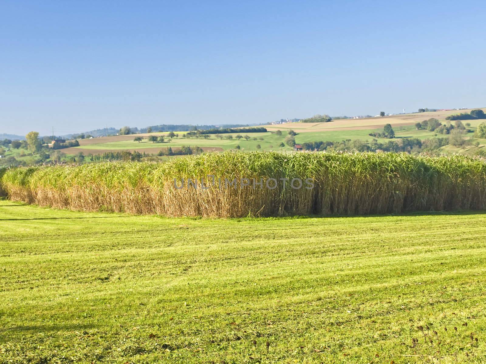 The renewable resource switchgrass for heating and production of diesel